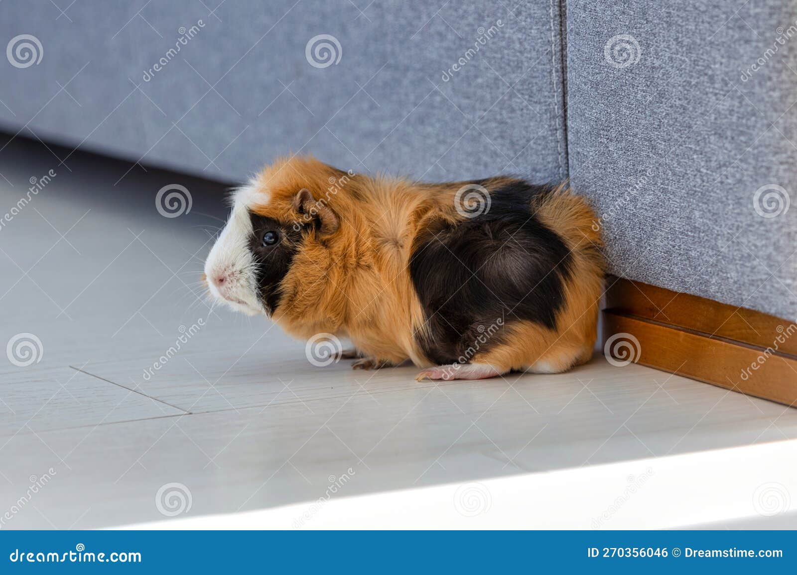 The Guinea Pig Walking on the Floor at Home Stock Photo Image of