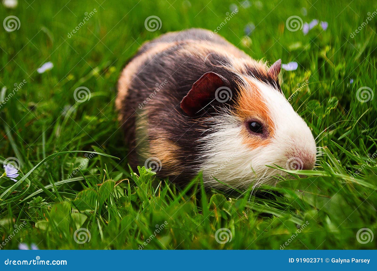 Guinea Pig Walks in the Fresh Air and Eating Stock Image Image of