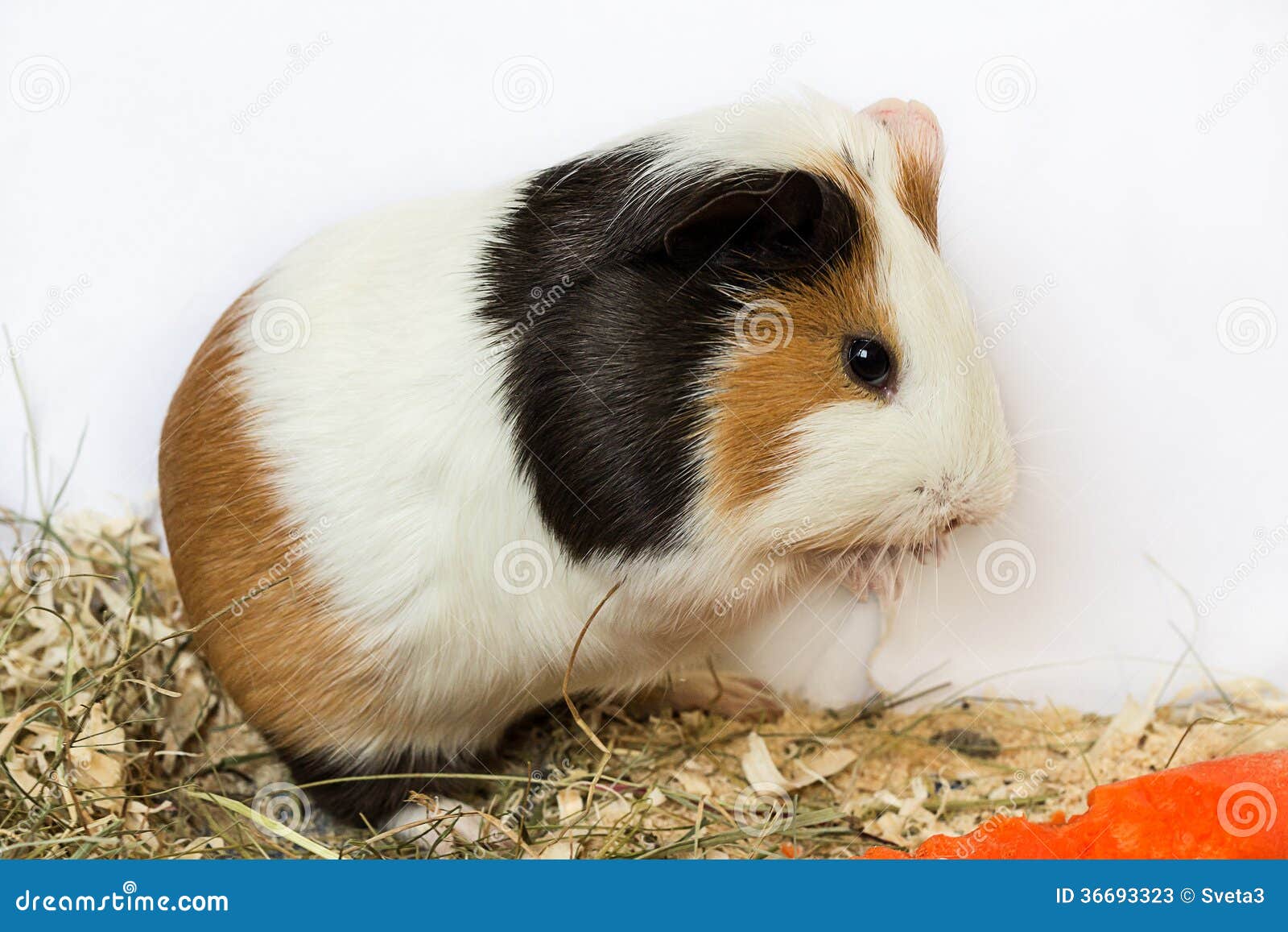 Guinea pig washes . stock image. Image of domestic, isolated 36693323