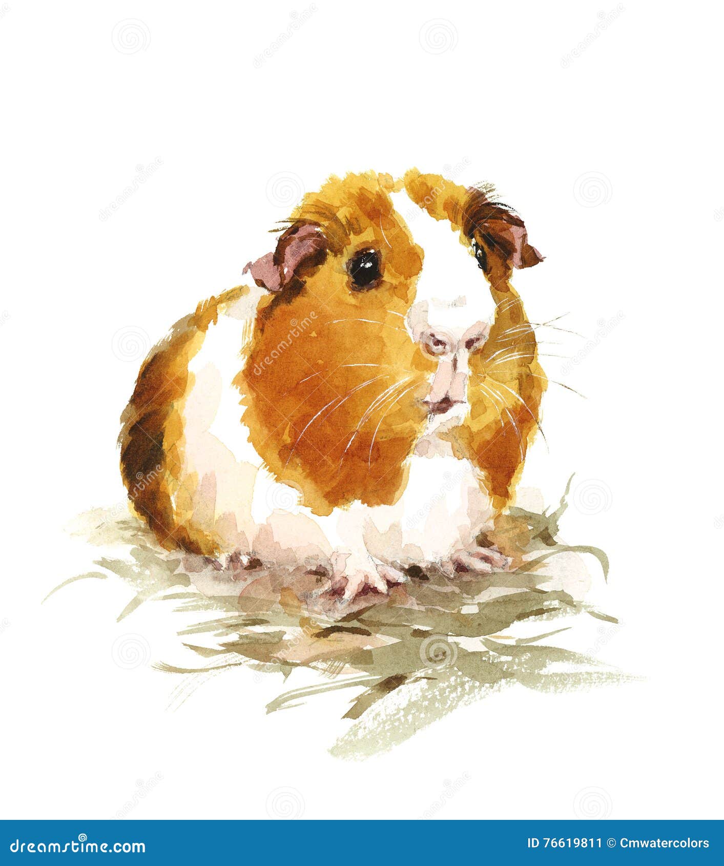 guinea pig watercolor pets animals  hand painted