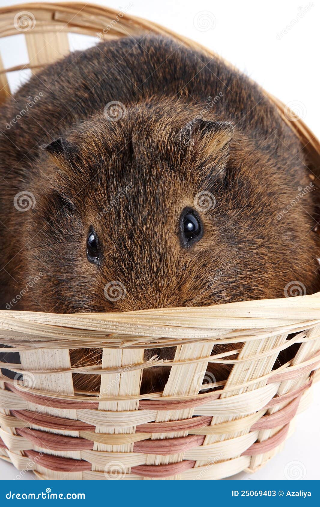 Guinea Pig in a Wattled Basket Stock Image Image of vertebrate