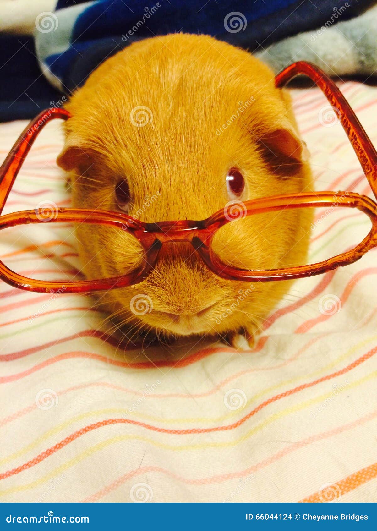 Guinea pig stock photo. Image of guinea, glasses, wearing 66044124
