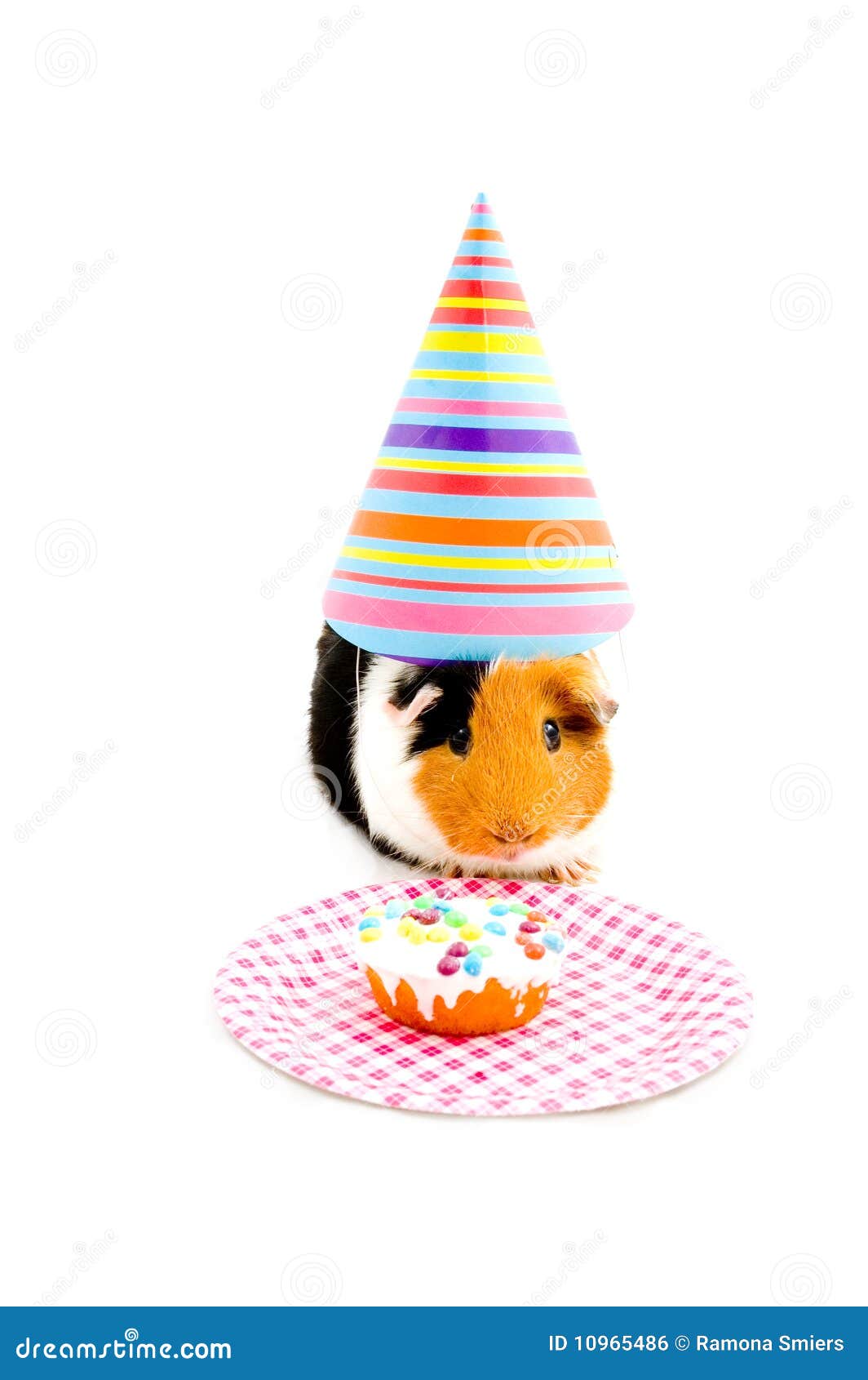 Guinea Pig Wearing Party Hat is Eating a Cake Stock Photo Image of cake, party 10965486