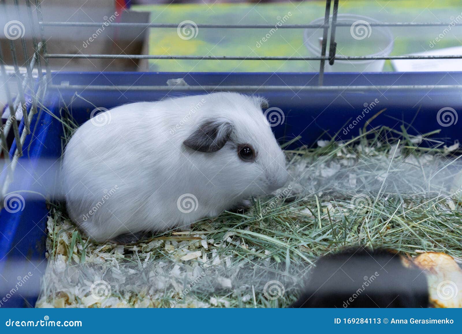 white guinea pig cage