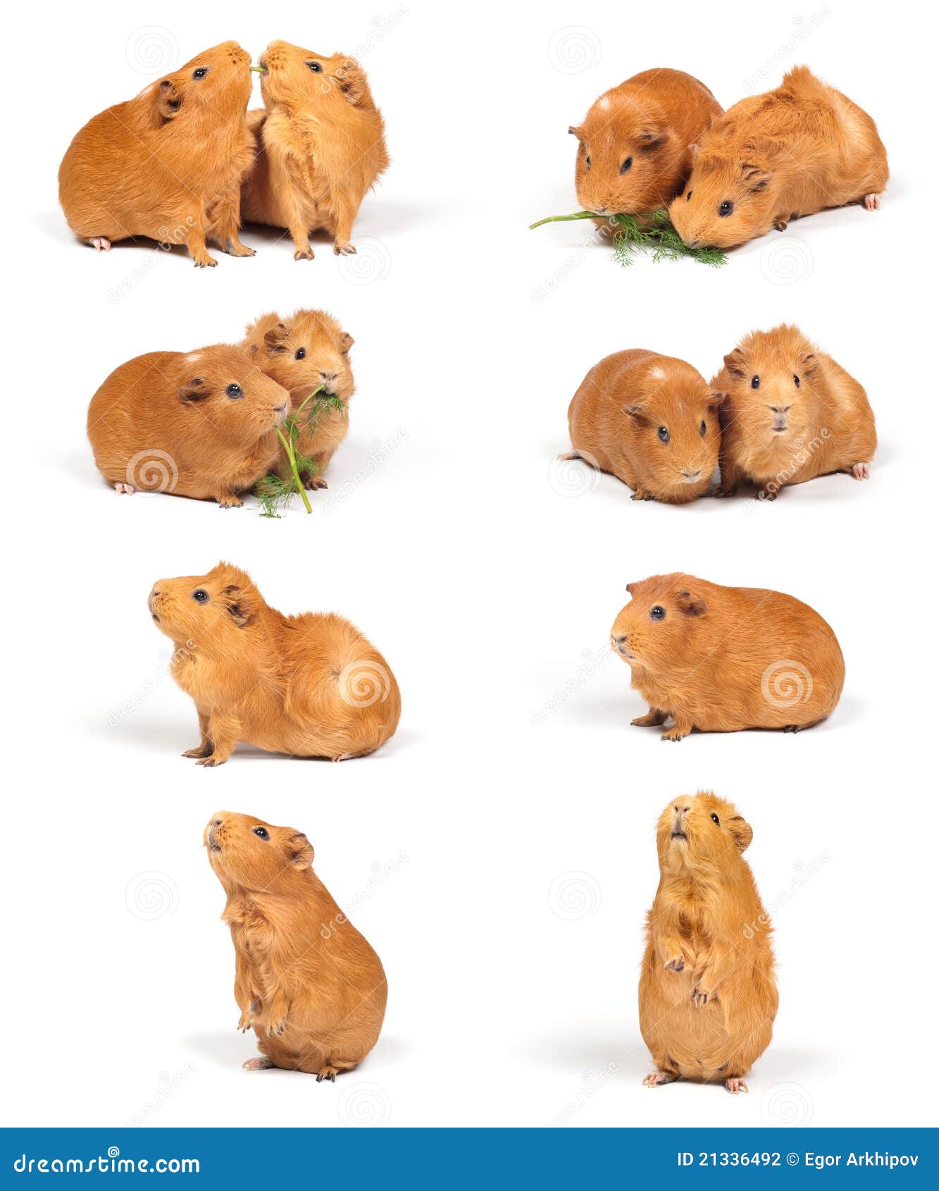 guinea pigs - compilation