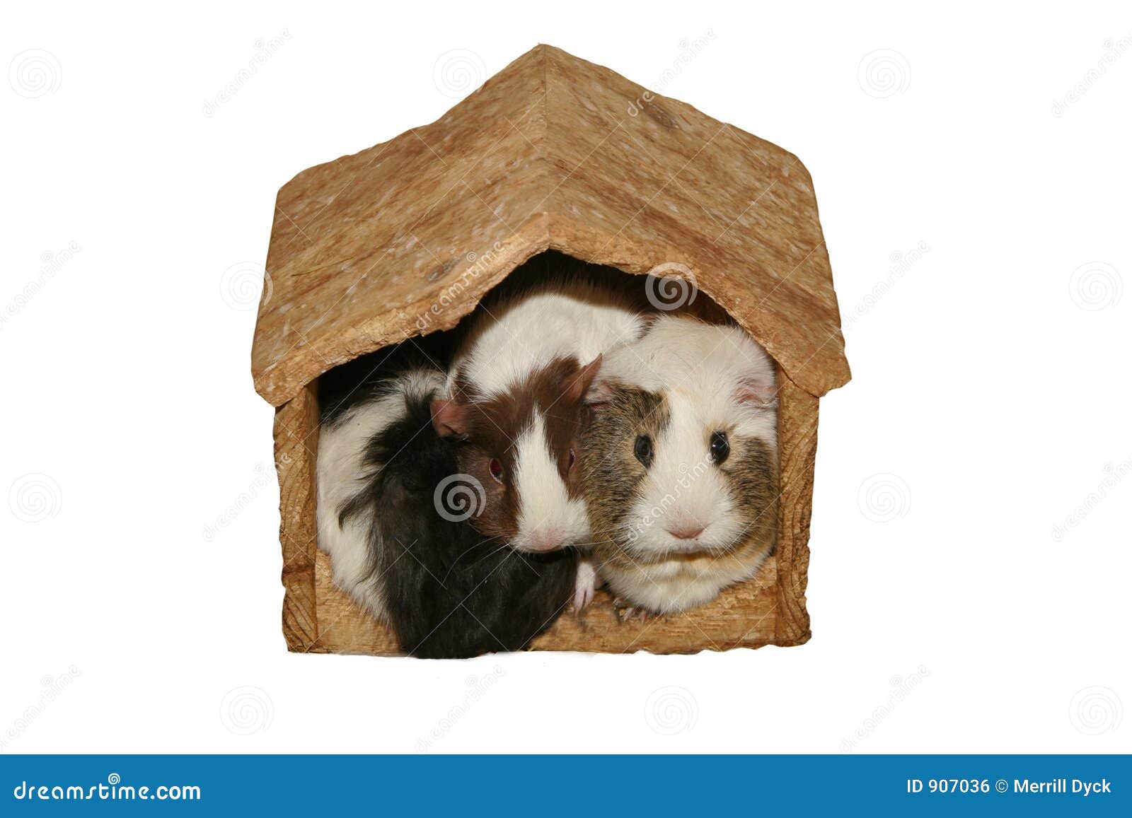 Guinea Pigs in Crowded Home Stock Photo Image of home, full 907036