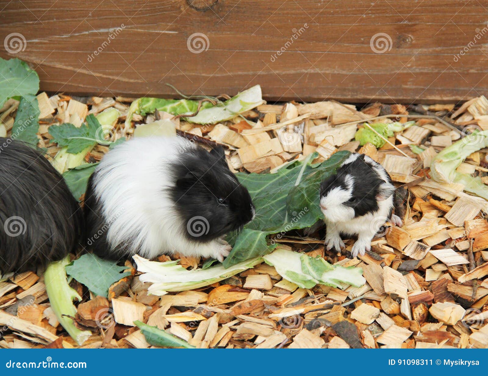 Guinea pigs eating leaves stock image. Image of cuteness 91098311