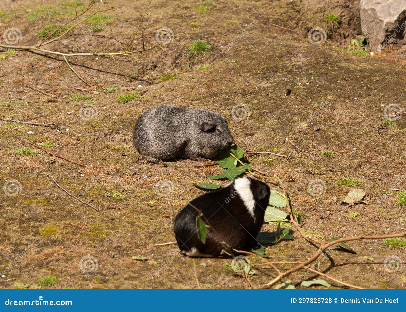 2 Guinea Pigs Eating Outside Stock Photo Image of breed, beautiful