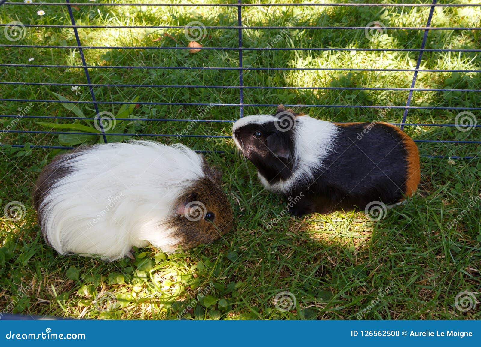 Guinea Pigs In Grass Stock Photo Image Of Whiskers 126562500