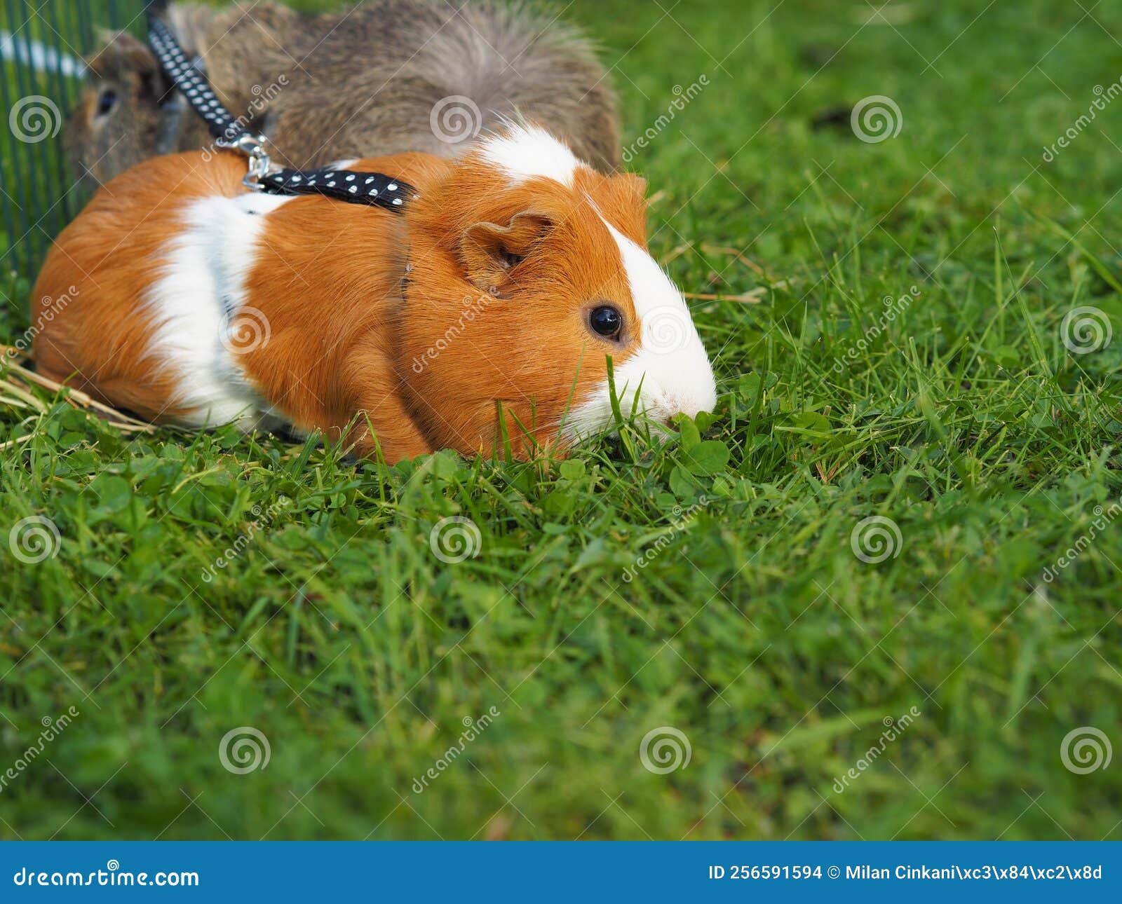 Guinea pigs stock photo. Image of young, outdoors, pigs 256591594