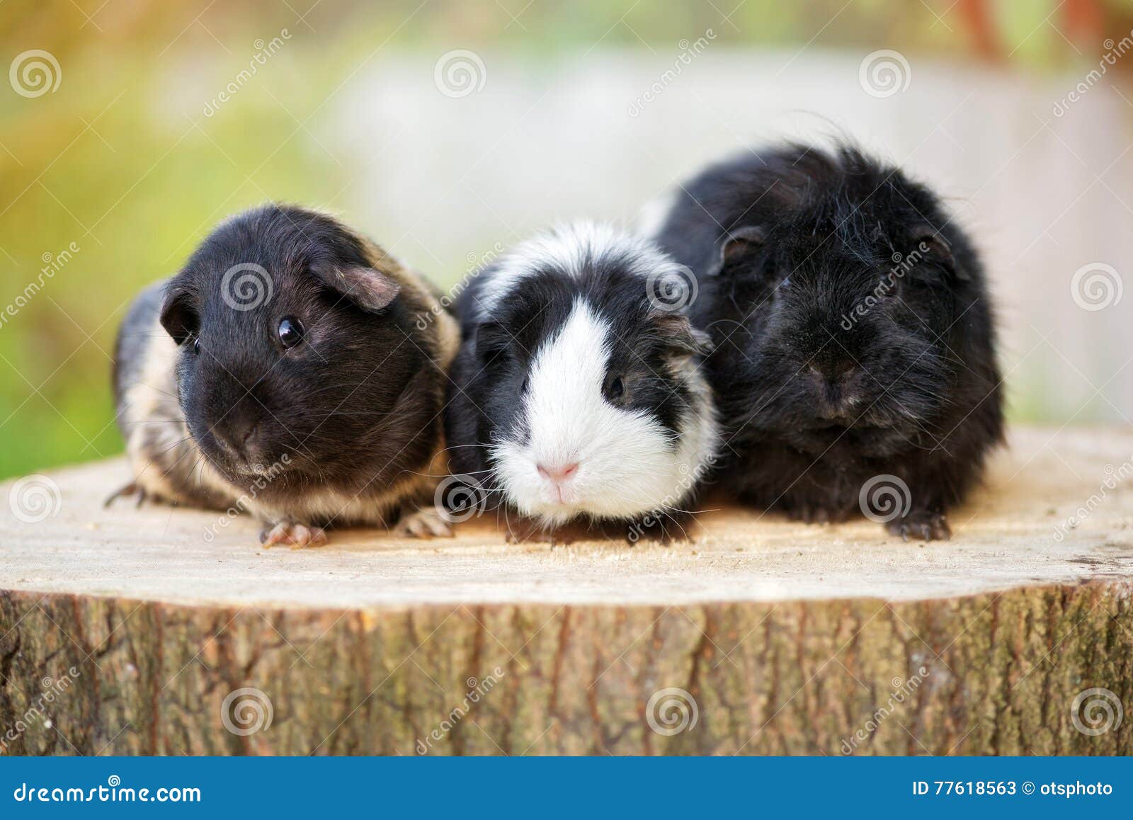 Guinea Pigs Posing Outdoors Stock Image Image of adorable, nature