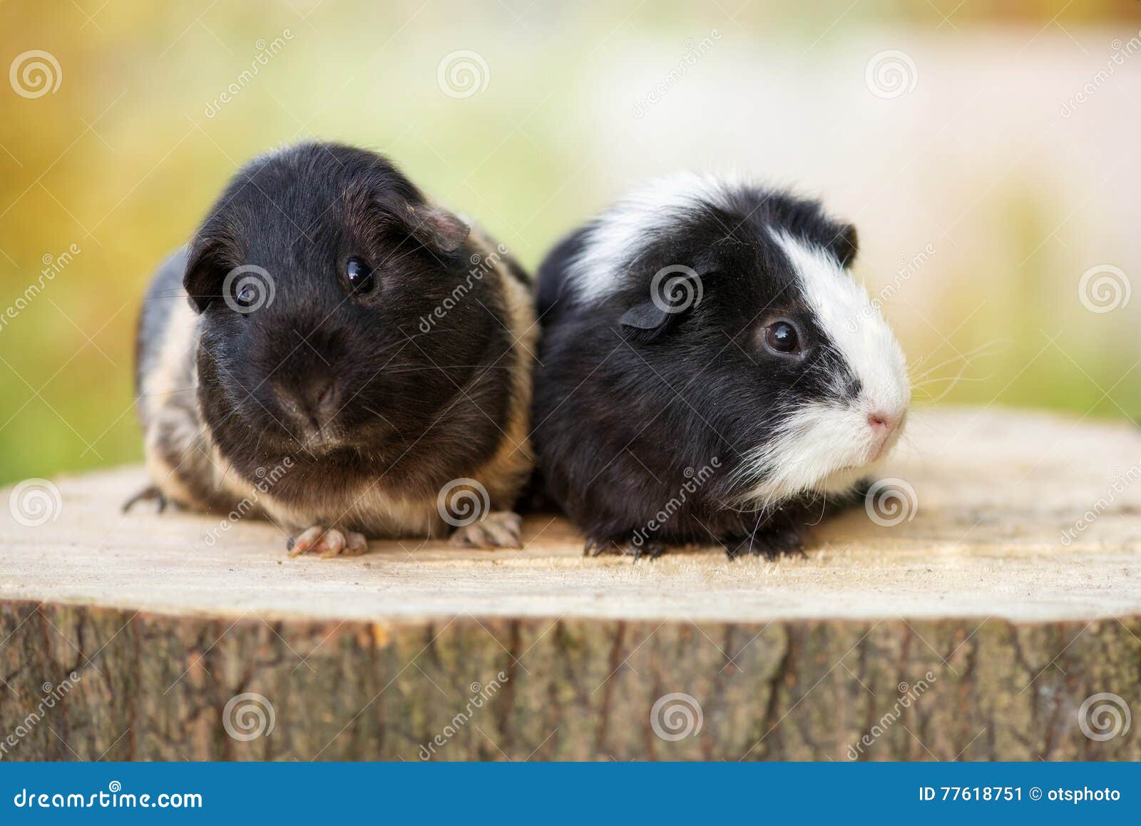 Guinea Pigs Posing Outdoors Stock Image Image of cute, green 77618751