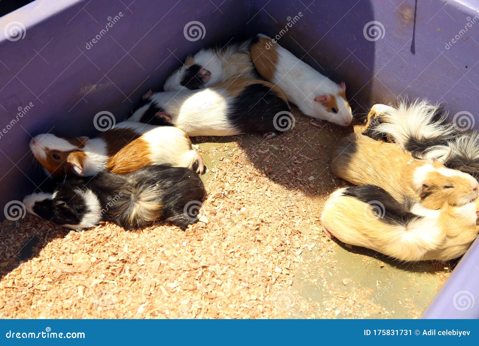 raised guinea pig hutch