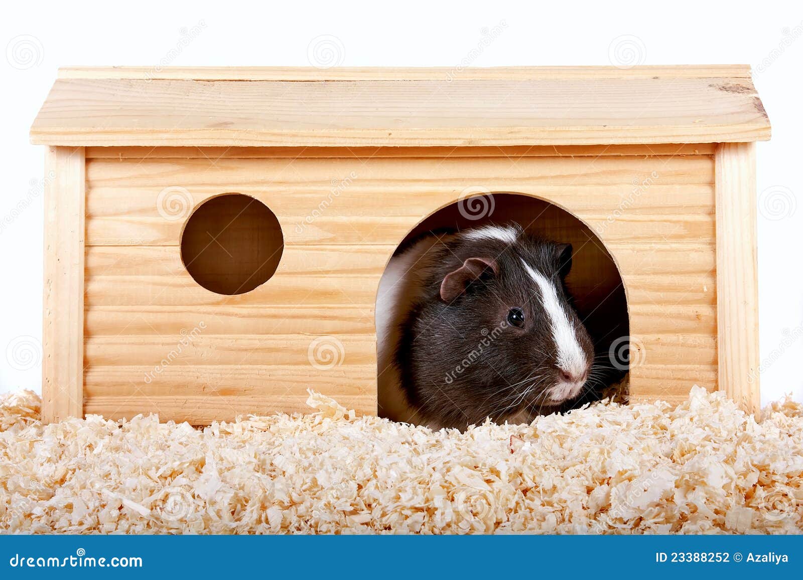 Guinea Pigs In A Wooden Small House Stock Photo Image of animal