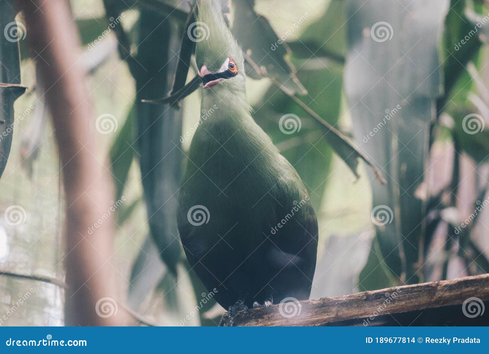 guinea turaco tauraco persa or turaco hijau bird on a tree branch.