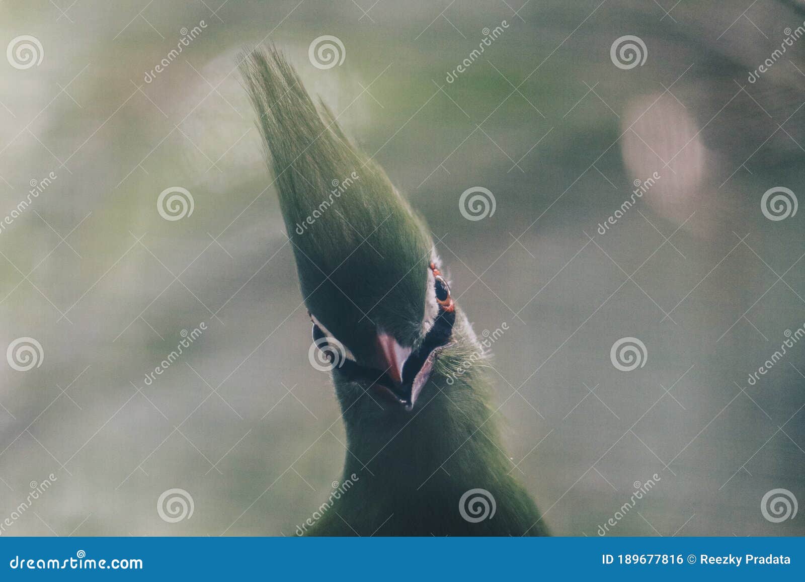 guinea turaco tauraco persa or turaco hijau bird on a tree branch.