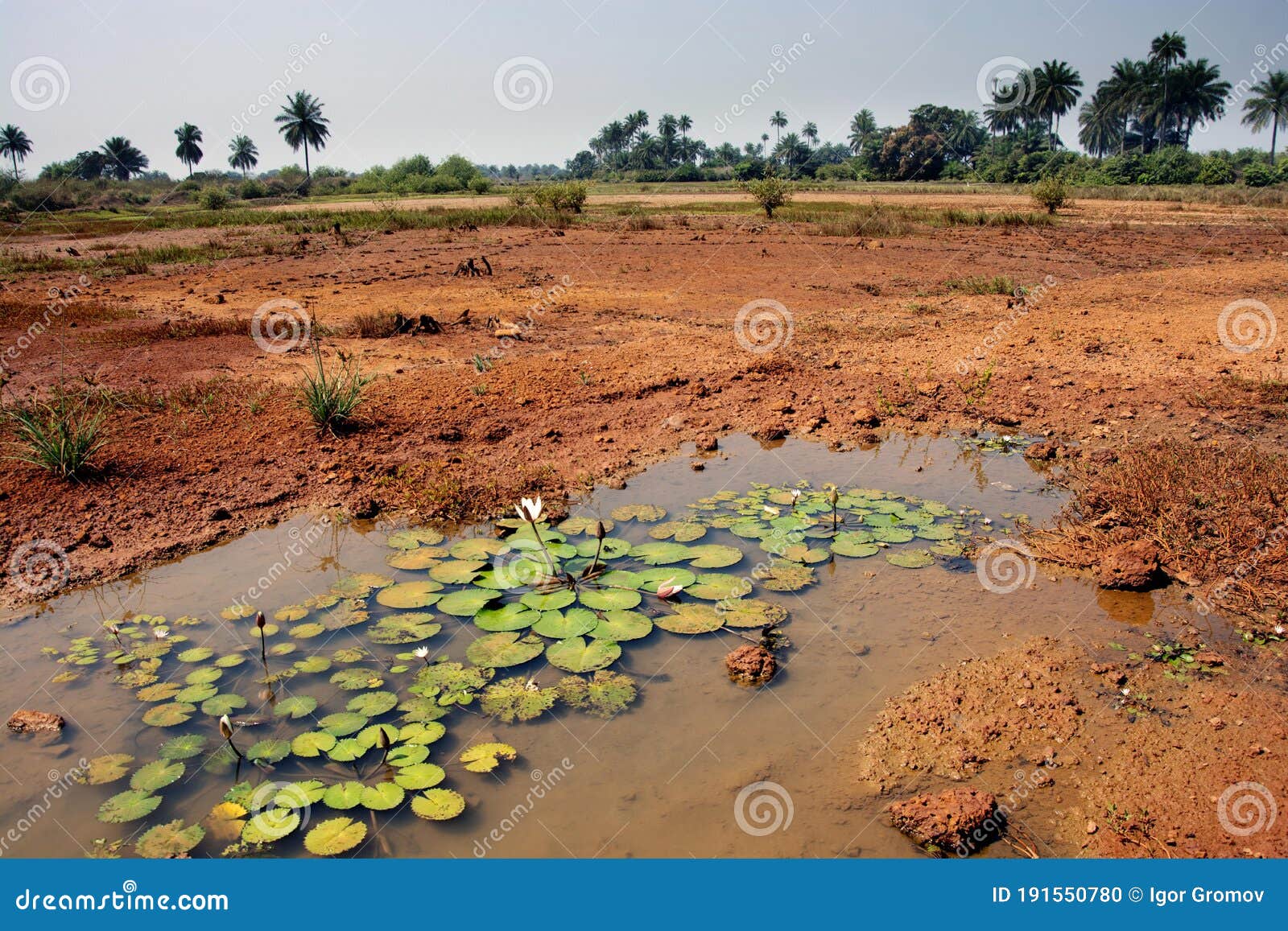 Guinea West Africa Boke Province Kamsar Simply Jungle Whilst Rain