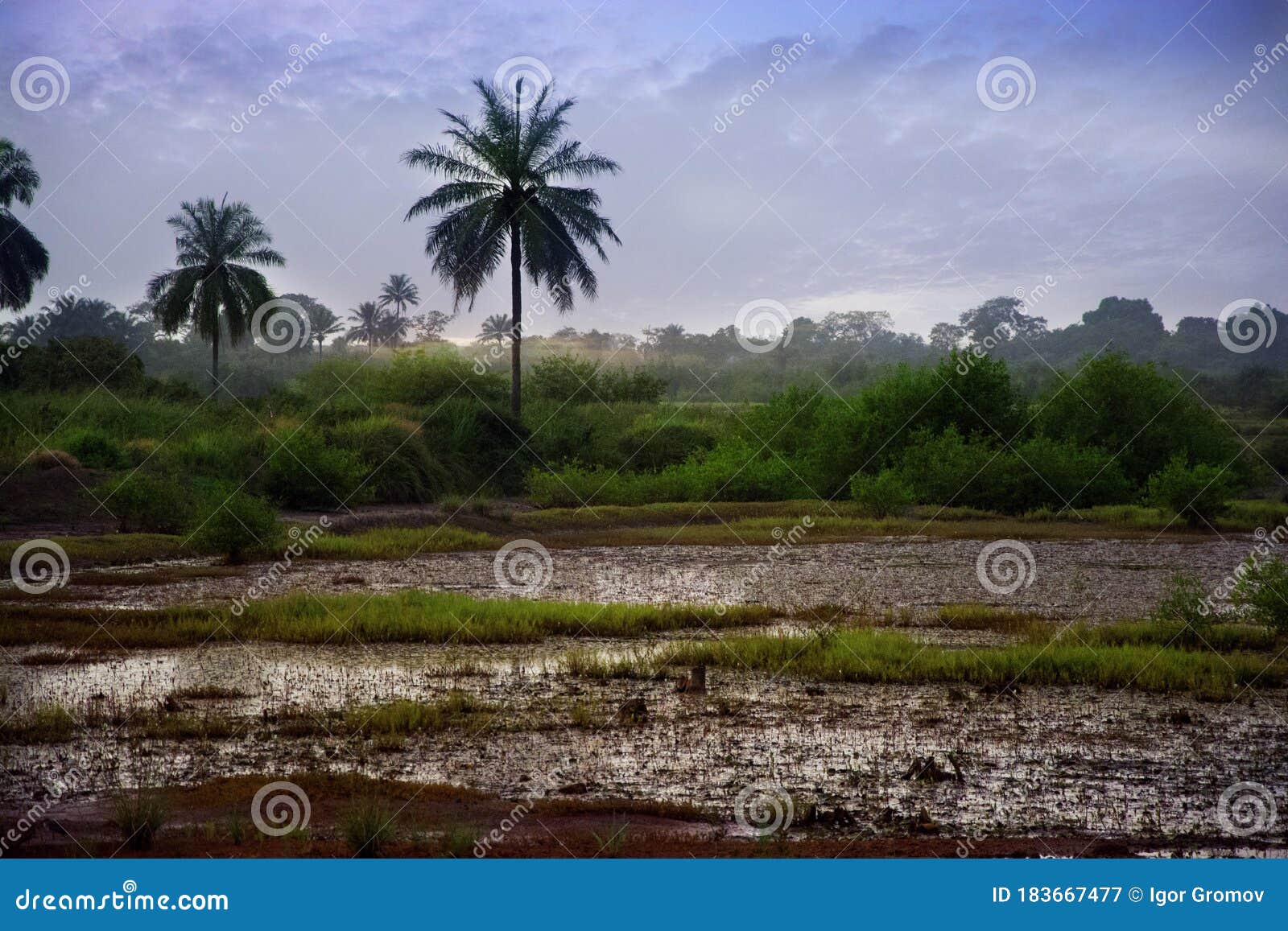 guinea west africa kamsar taressa vicinity.