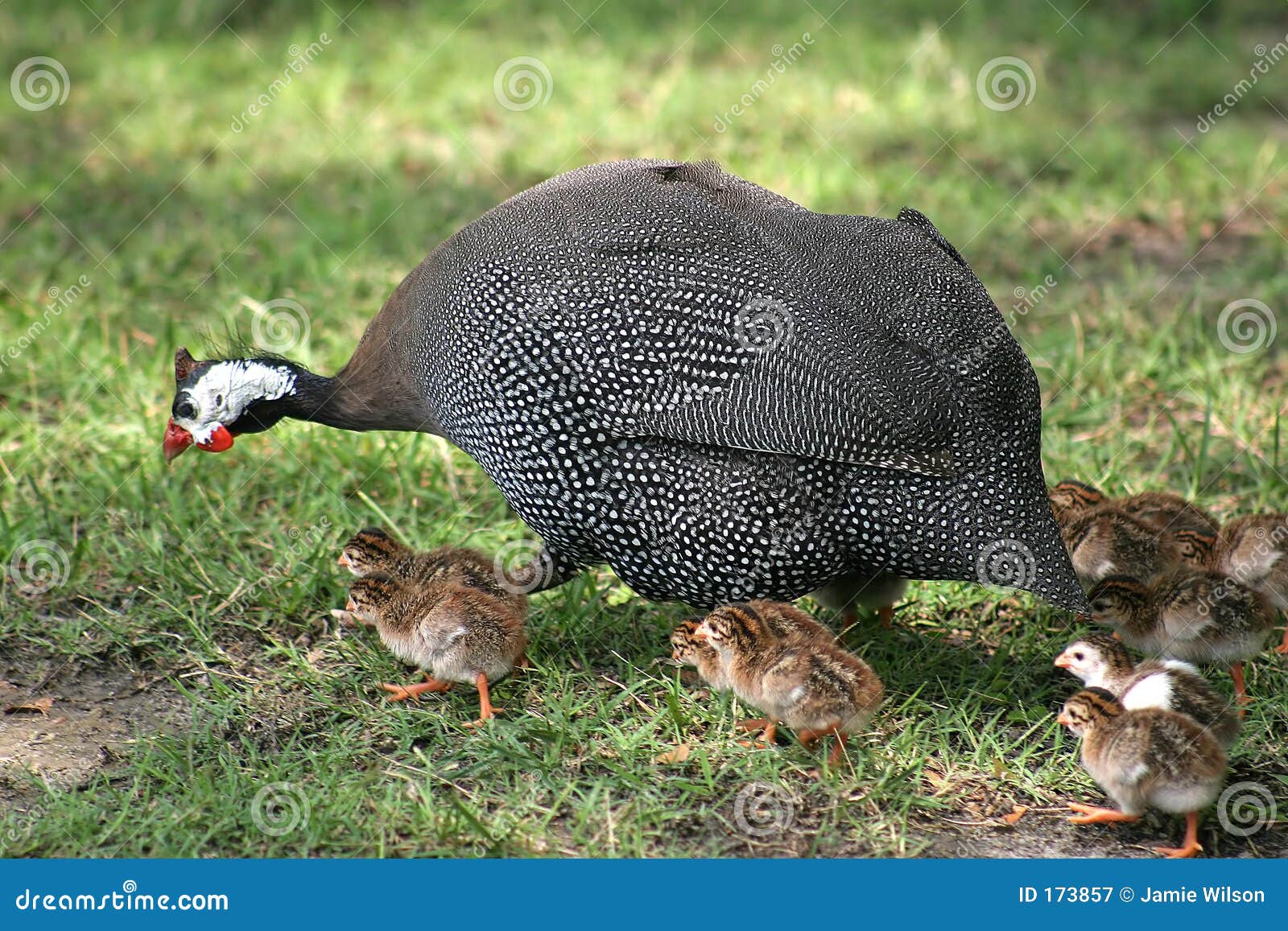 guineafowl and chicks