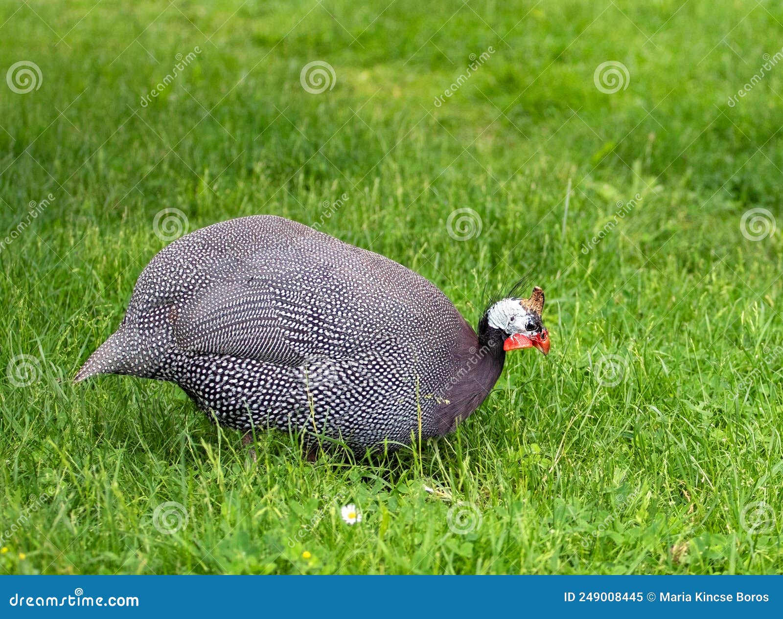 guineahen, in the garden