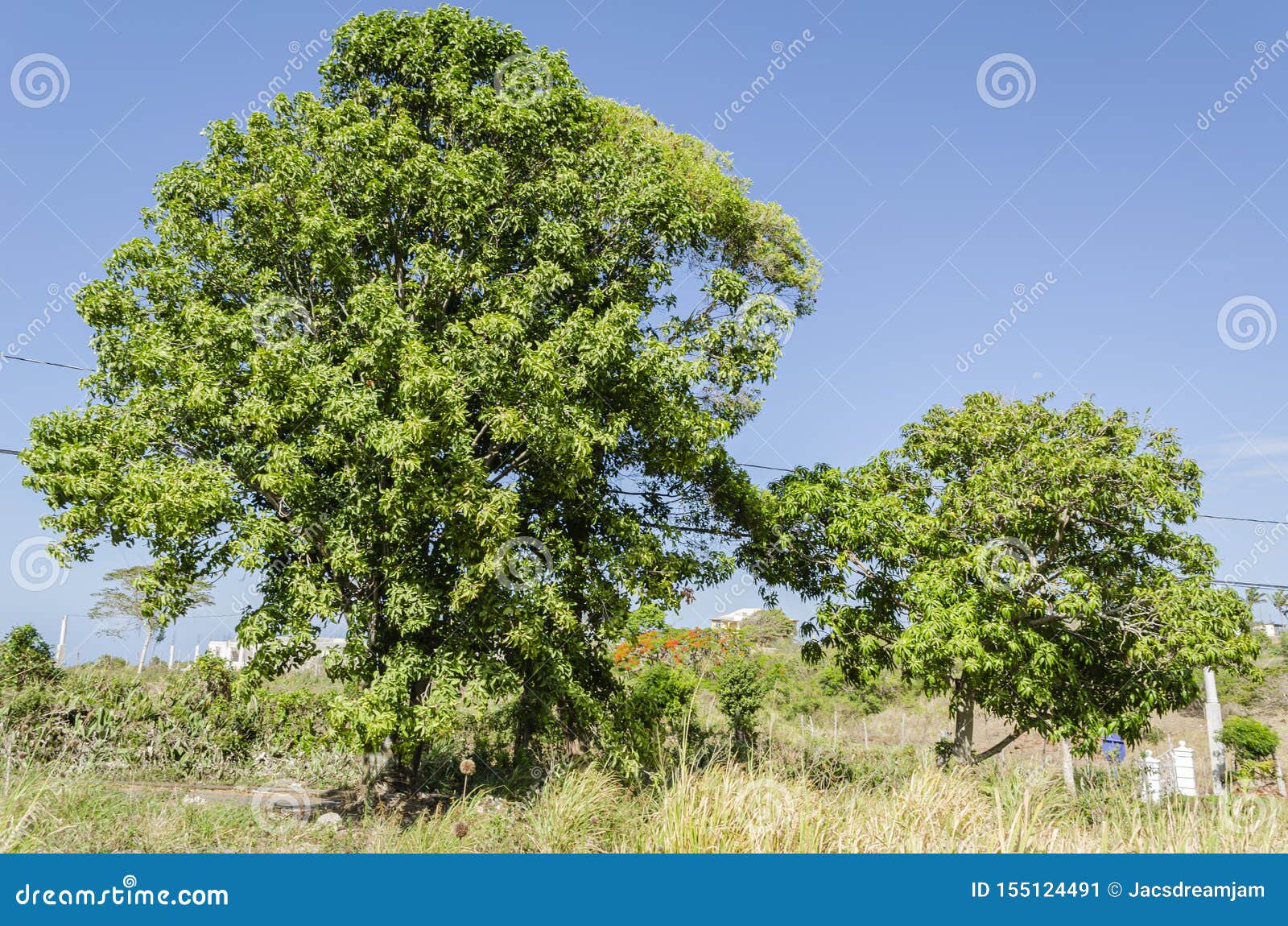 guinep and mango trees