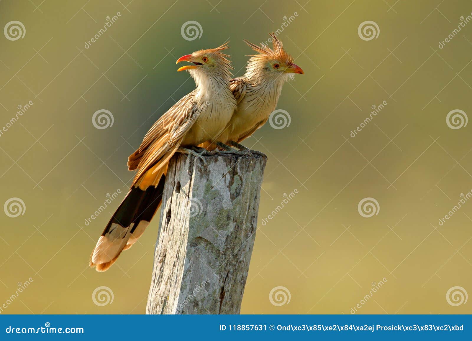 guira cuckoo pair, guira guira, in nature habitat, birds sitting in perch, mato grosso, pantanal, brazil. cuckoo from brazil. hot