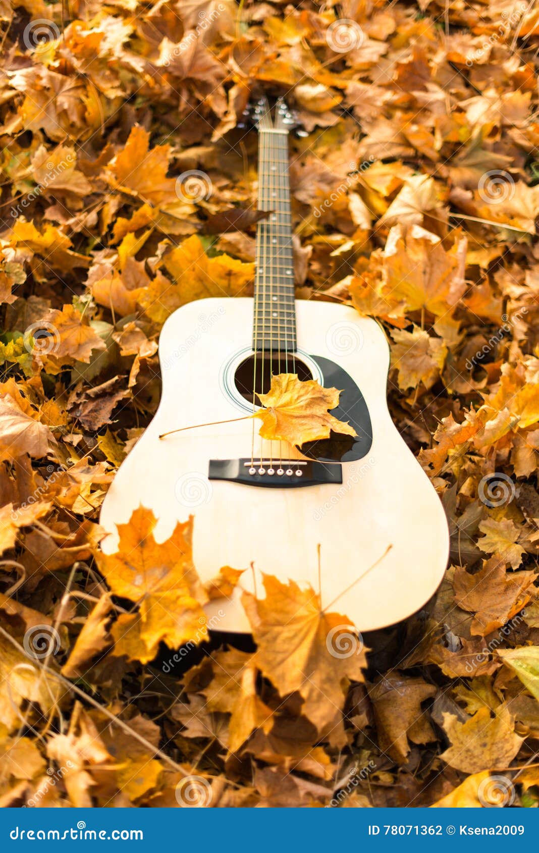 Guitar in nature stock photo. Image of nature, autumn 78071362