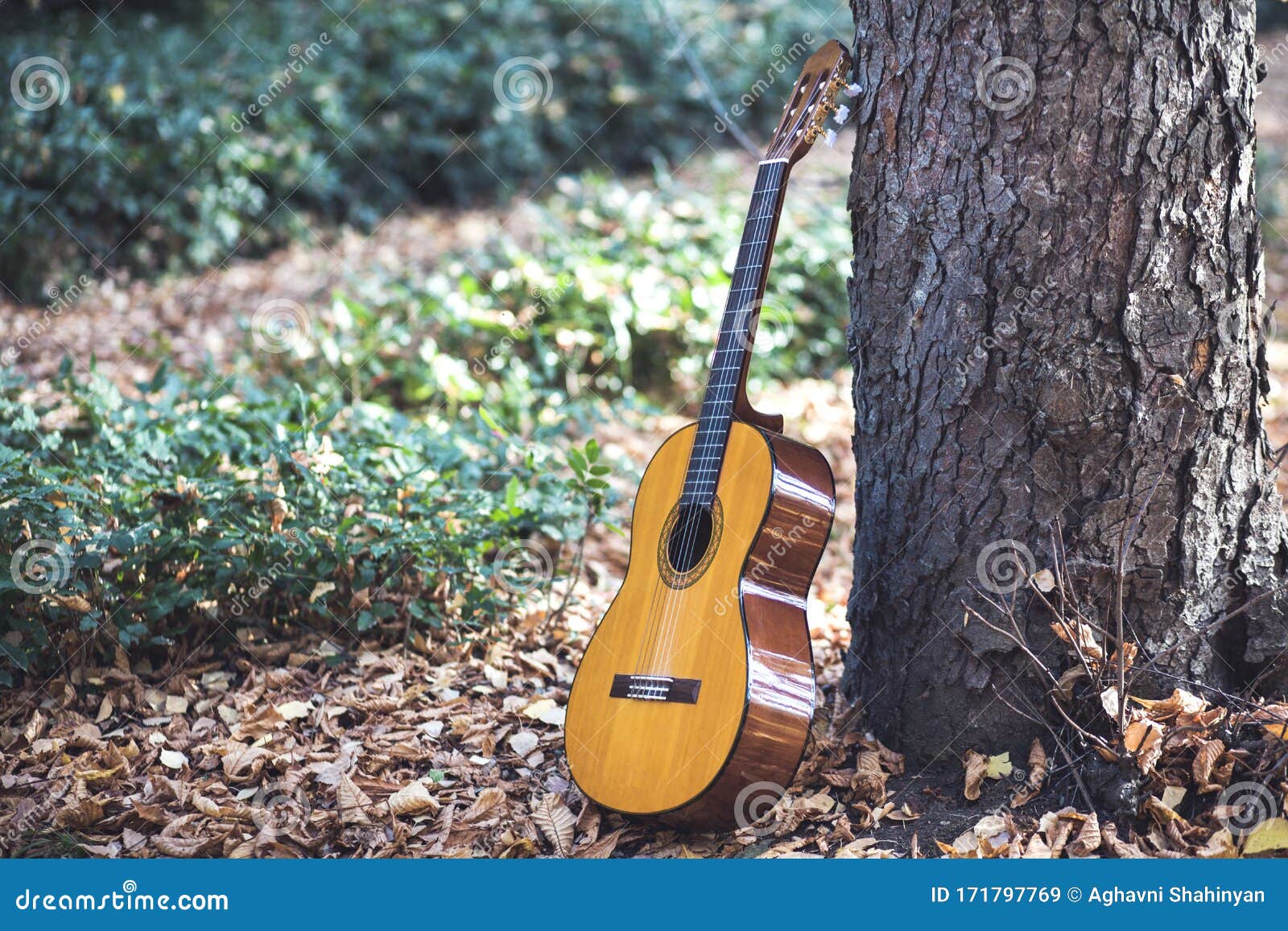 Guitar In Tree In The Forest Stock Image Image of landscape, tree