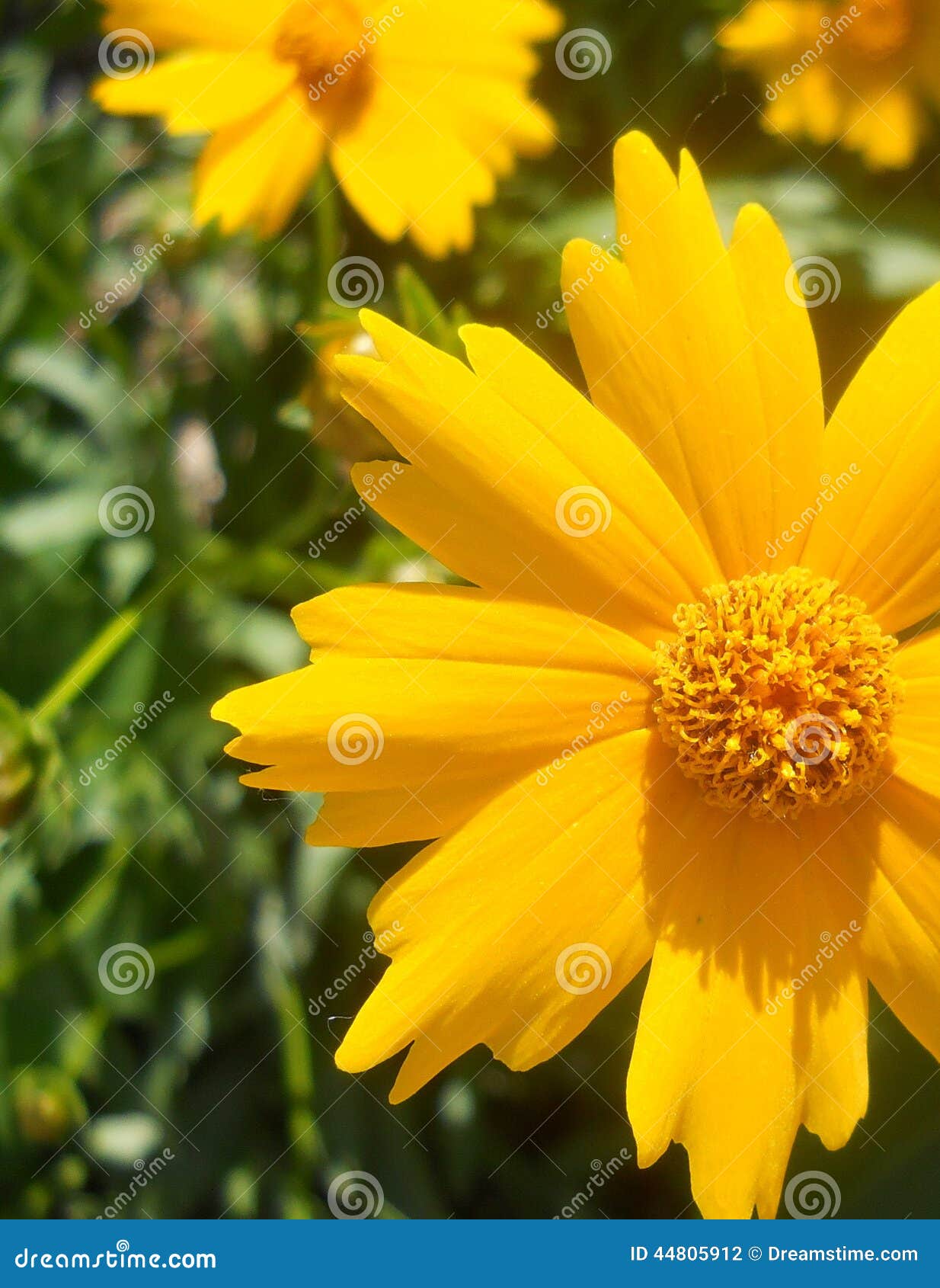 Gul Daisy Black Eyed Susan Flower Closeup. Härlig closeup av Svart-Syna Susan växten på en solig dag