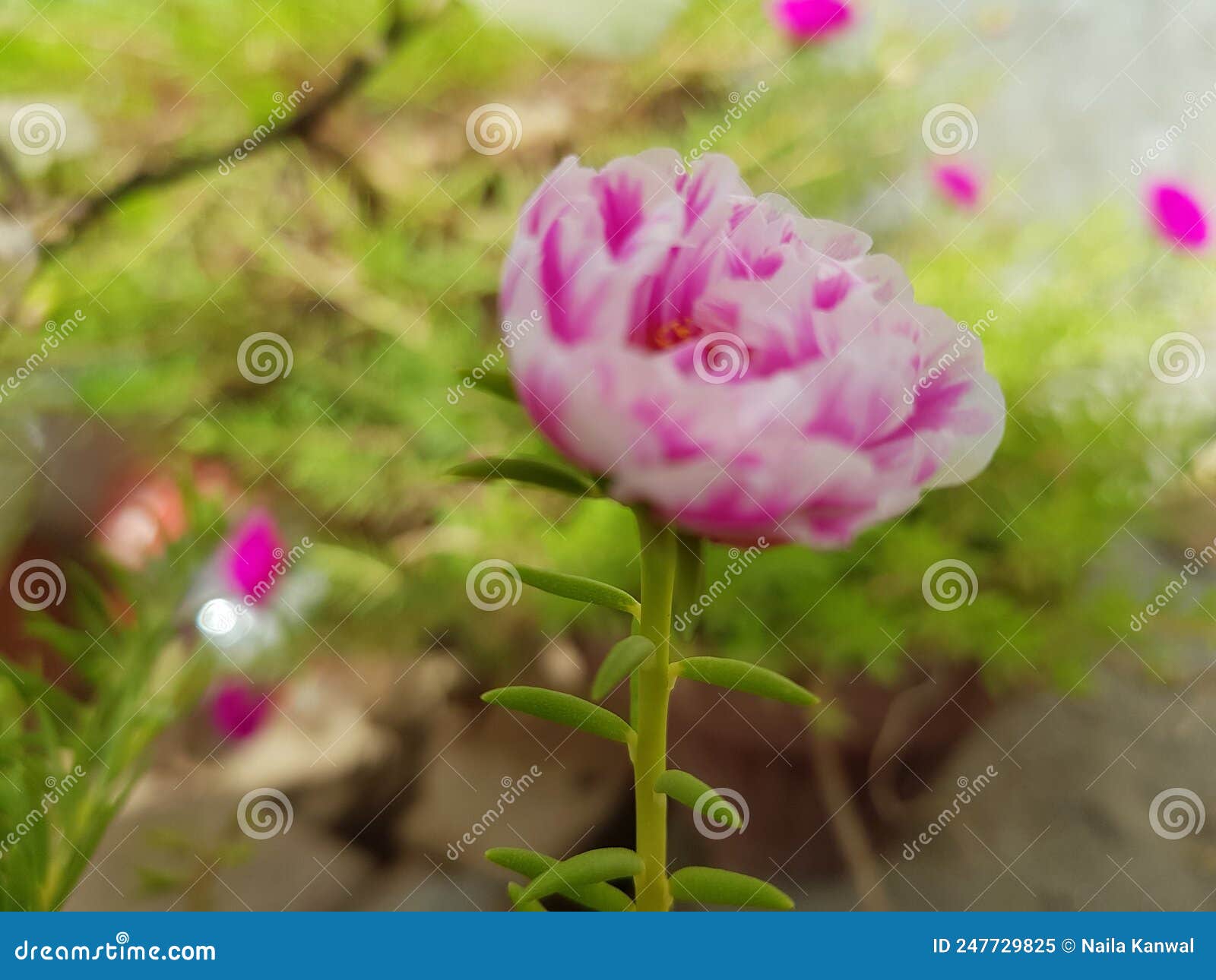 gul e dopehri portulaca grandiflora