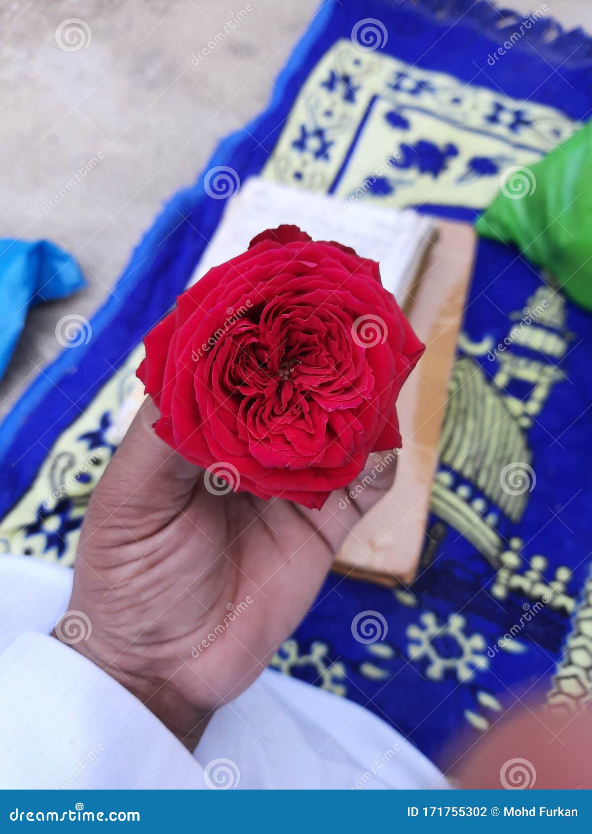 Gulab Ka Phool Rose Very Nice Smart Stock Photo Image of smart, nice