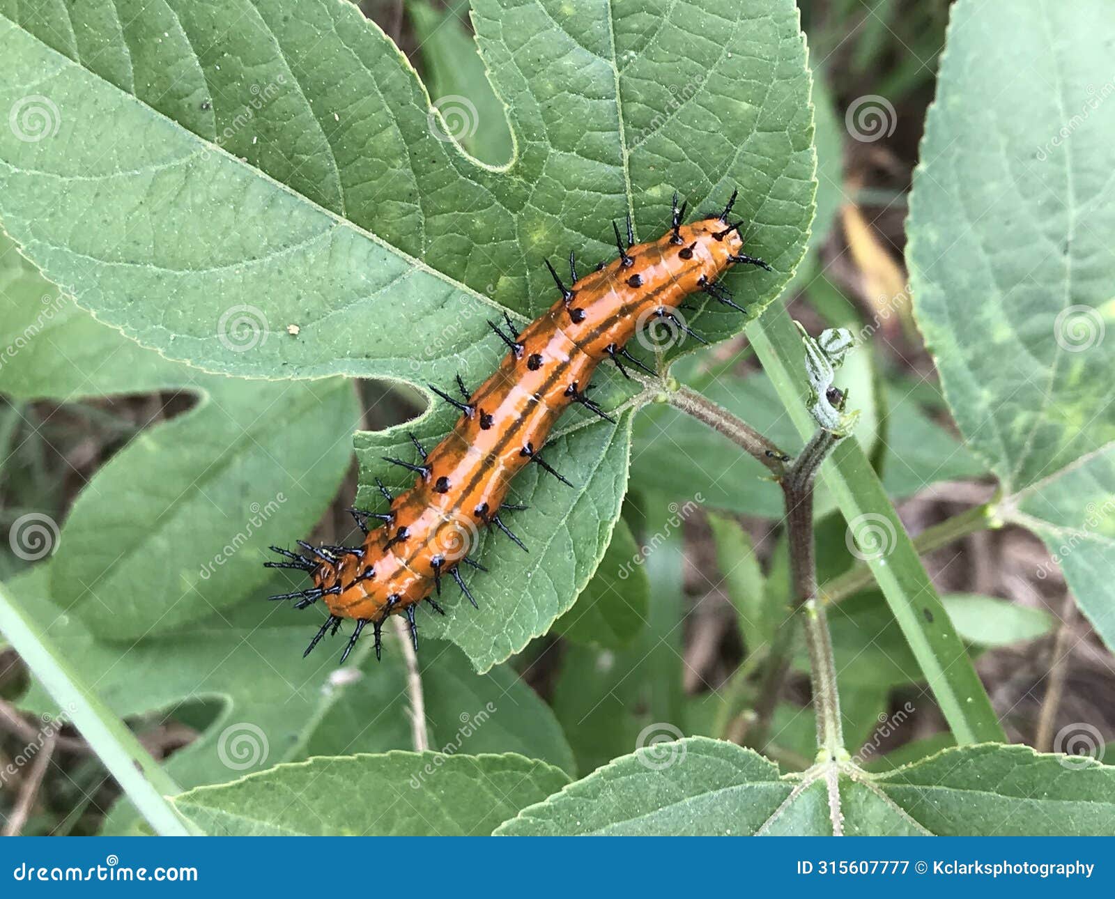 gulf fritillary butterfly caterpillar - agraulis vanillae - on host plant passion flower vine