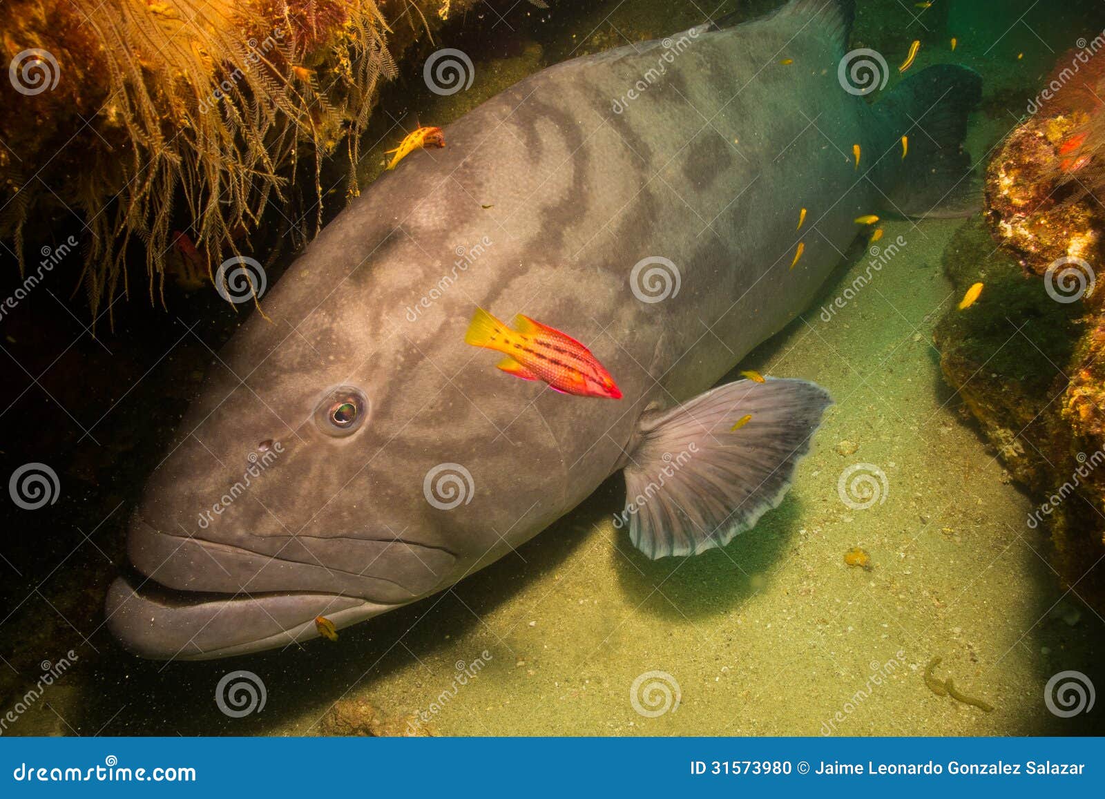 gulf grouper (mycteroperca jordani)