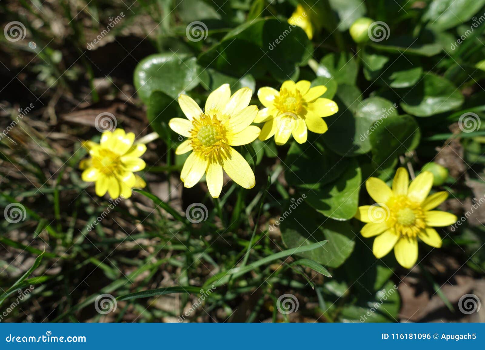 Gulingblommor av den Ficaria vernaen i vår