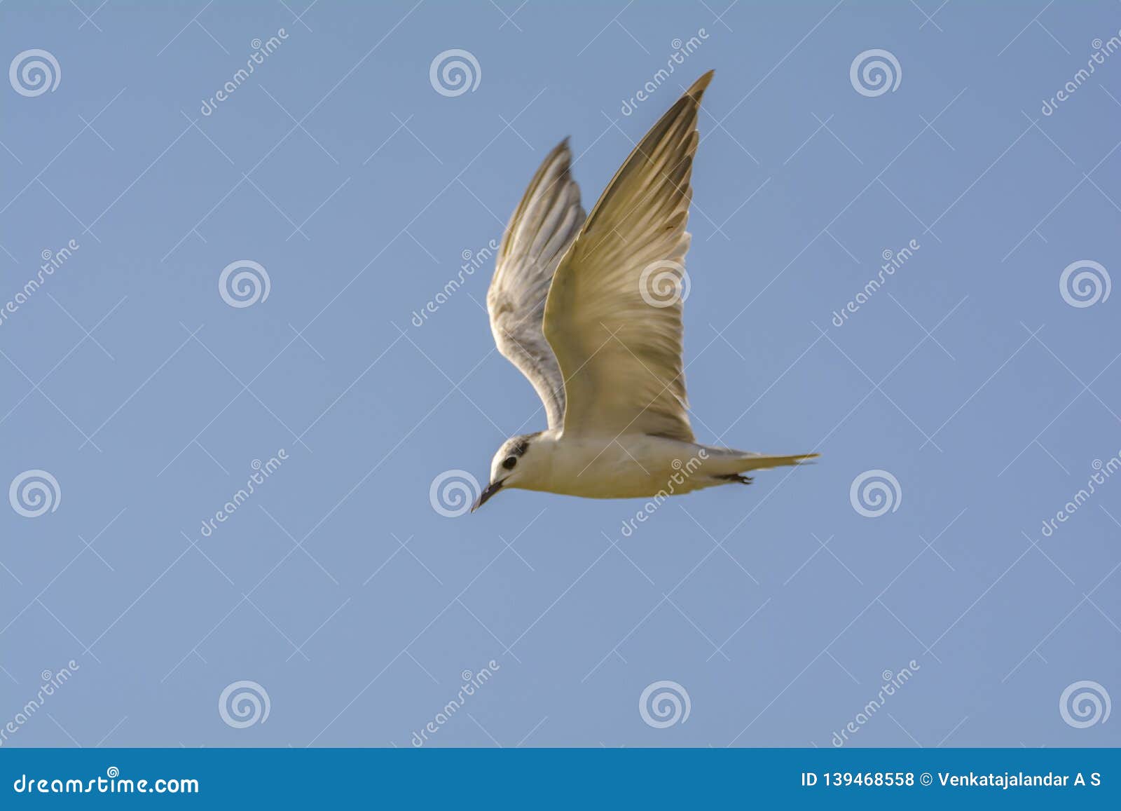 gull billed tern or the gelochelidon nilotica on blue sky background