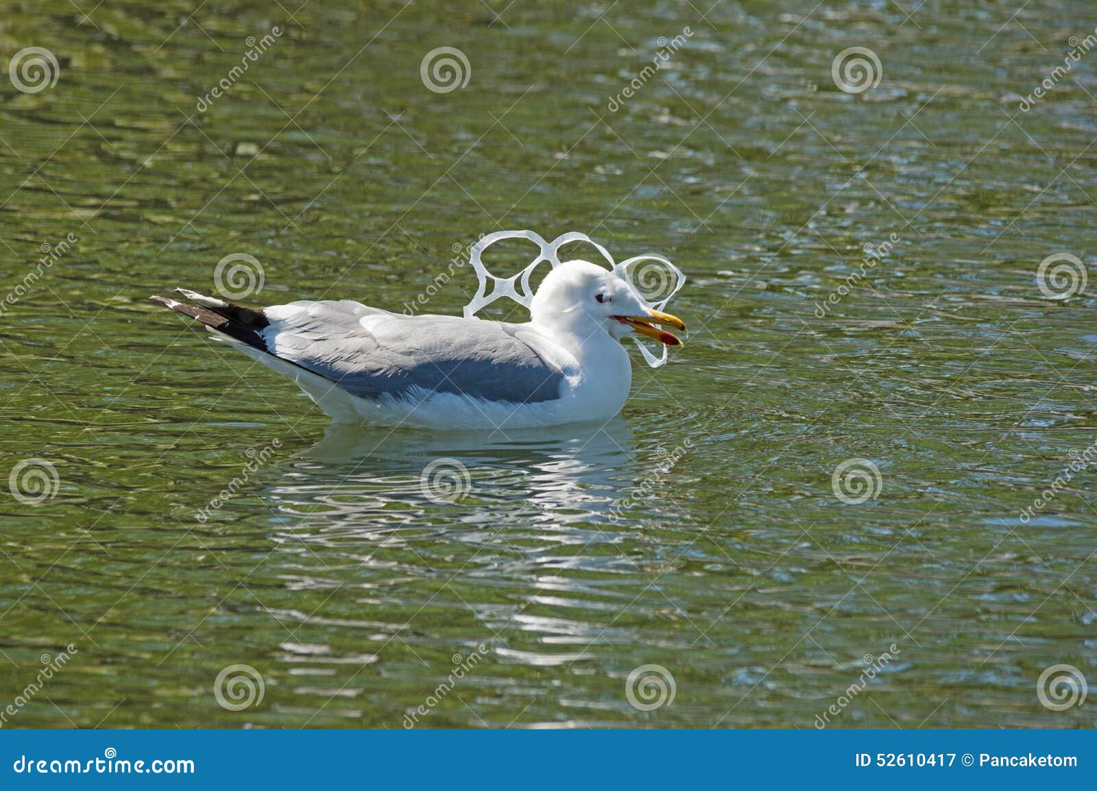 gull caught in plastic pollution
