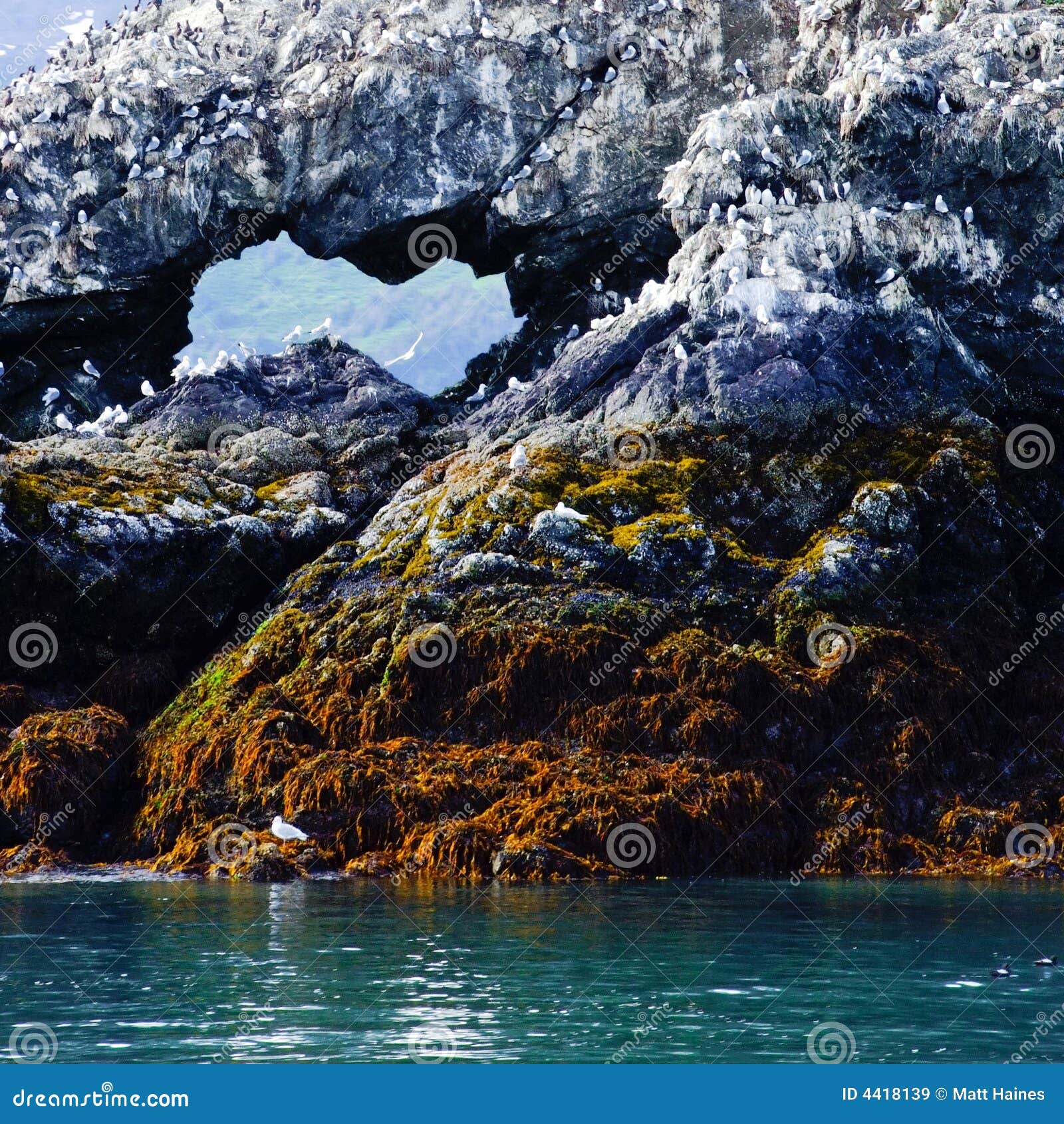 Gull Island (Kachemak Bay, Alaska) Stock Image Image of island, bird