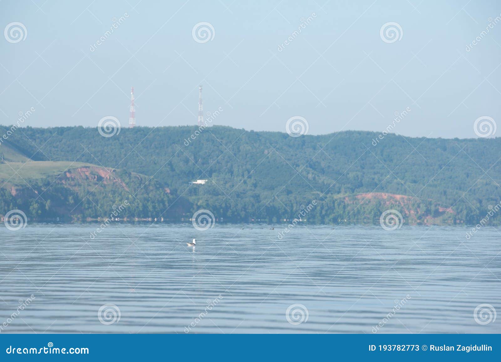 Gull On The Lake On A Clear Summer Day Summer Landscape Stock Image Image Of Coast Lake 193782773