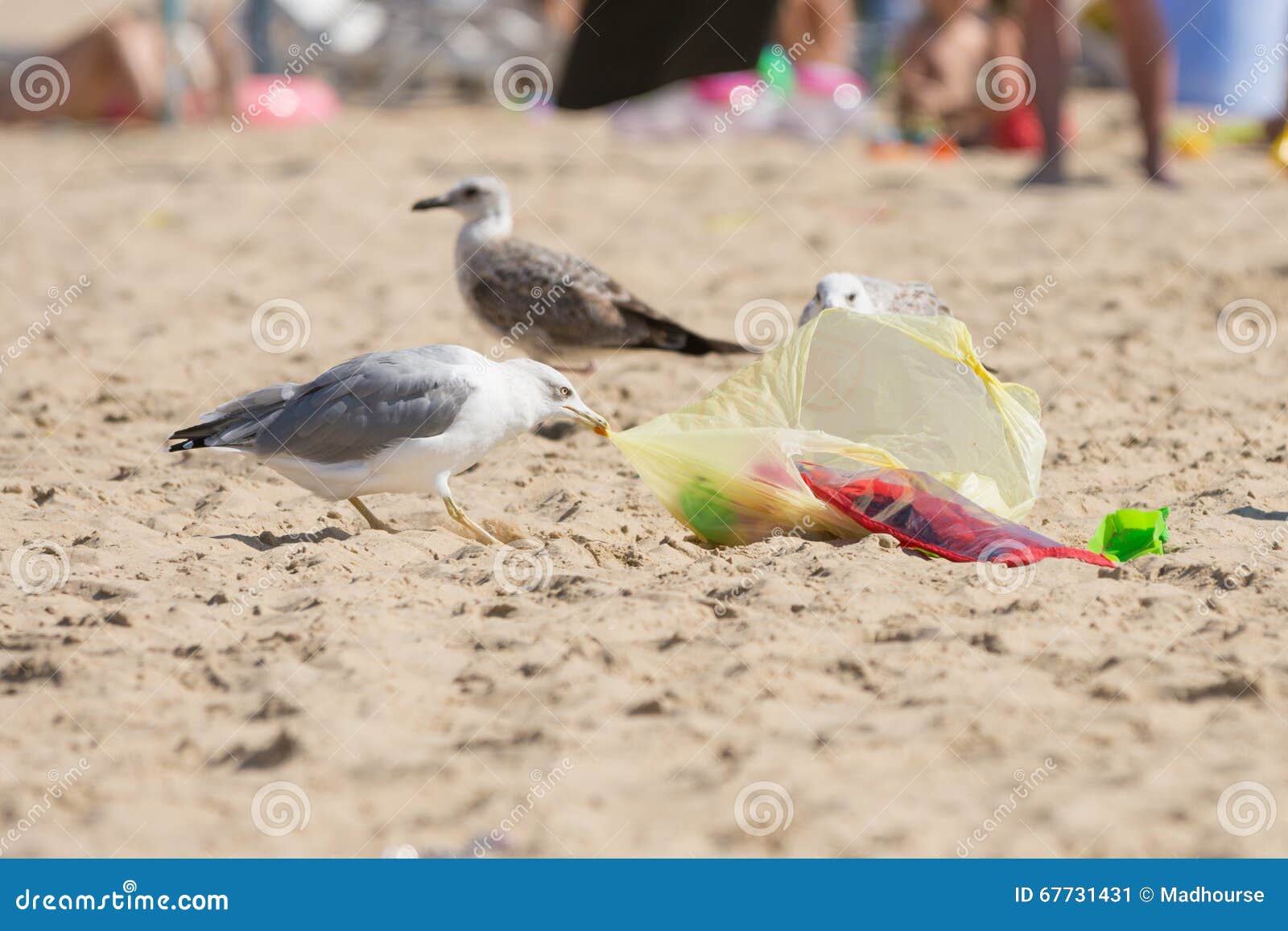 gulls on the beach seaside dragged a bag of food