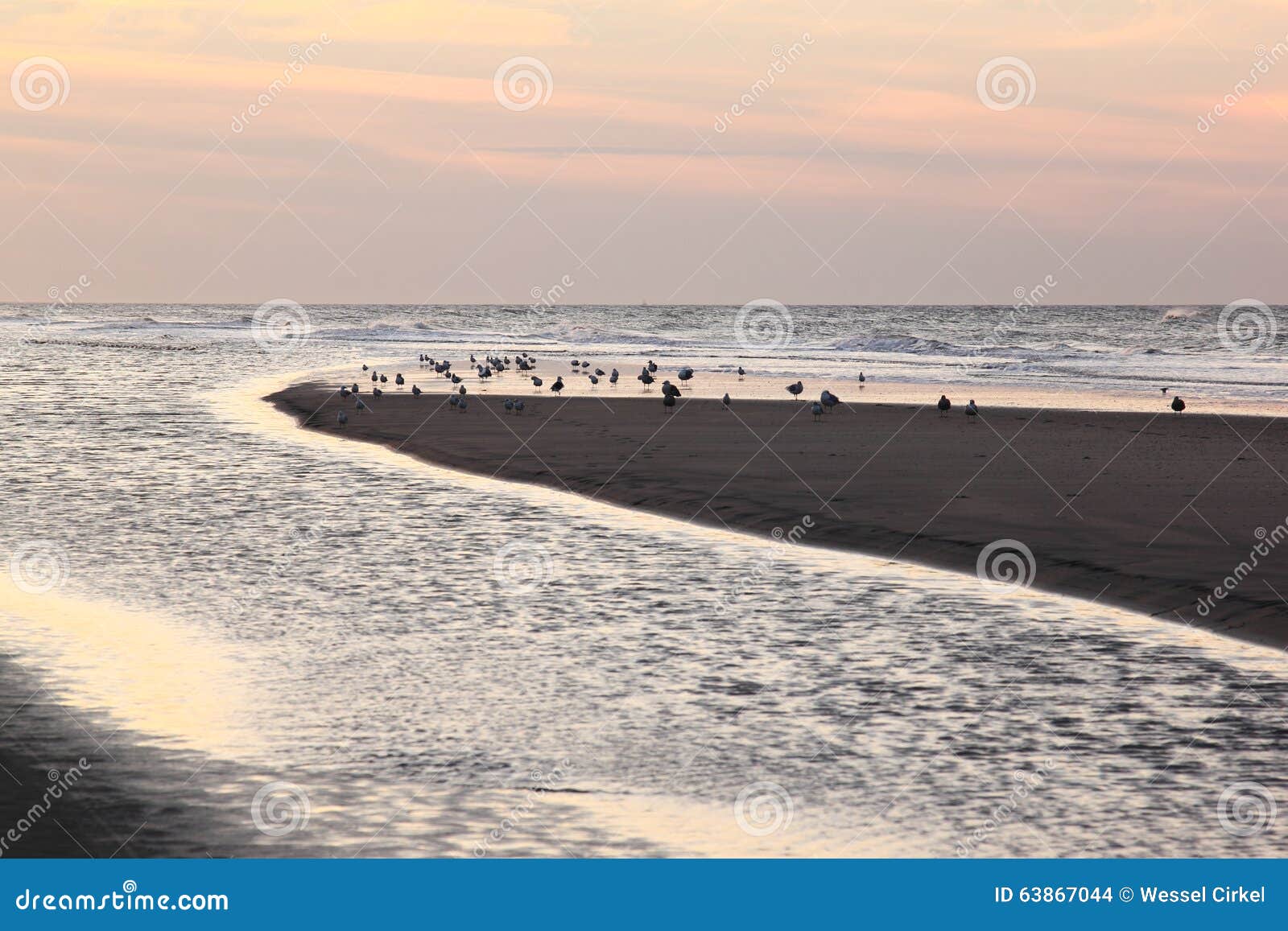 gulls in evening light at ameland beach, holland