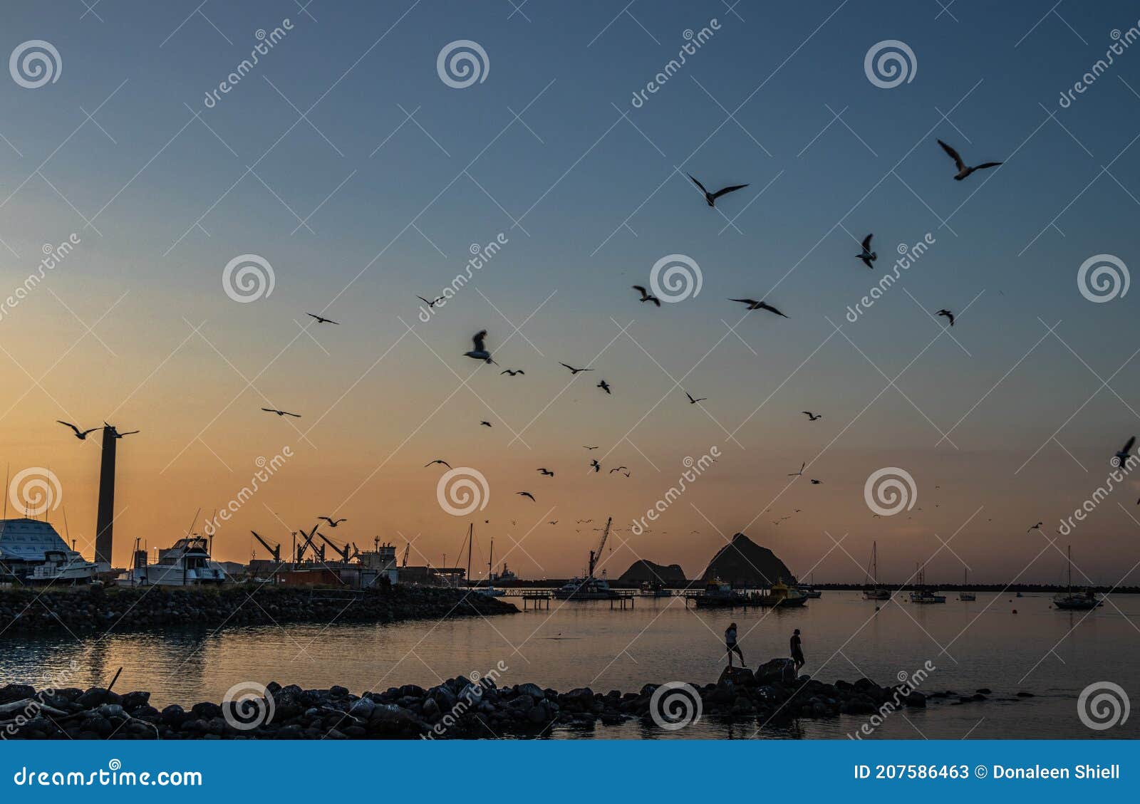 gulls in flight over new plymouth harbour at dusk