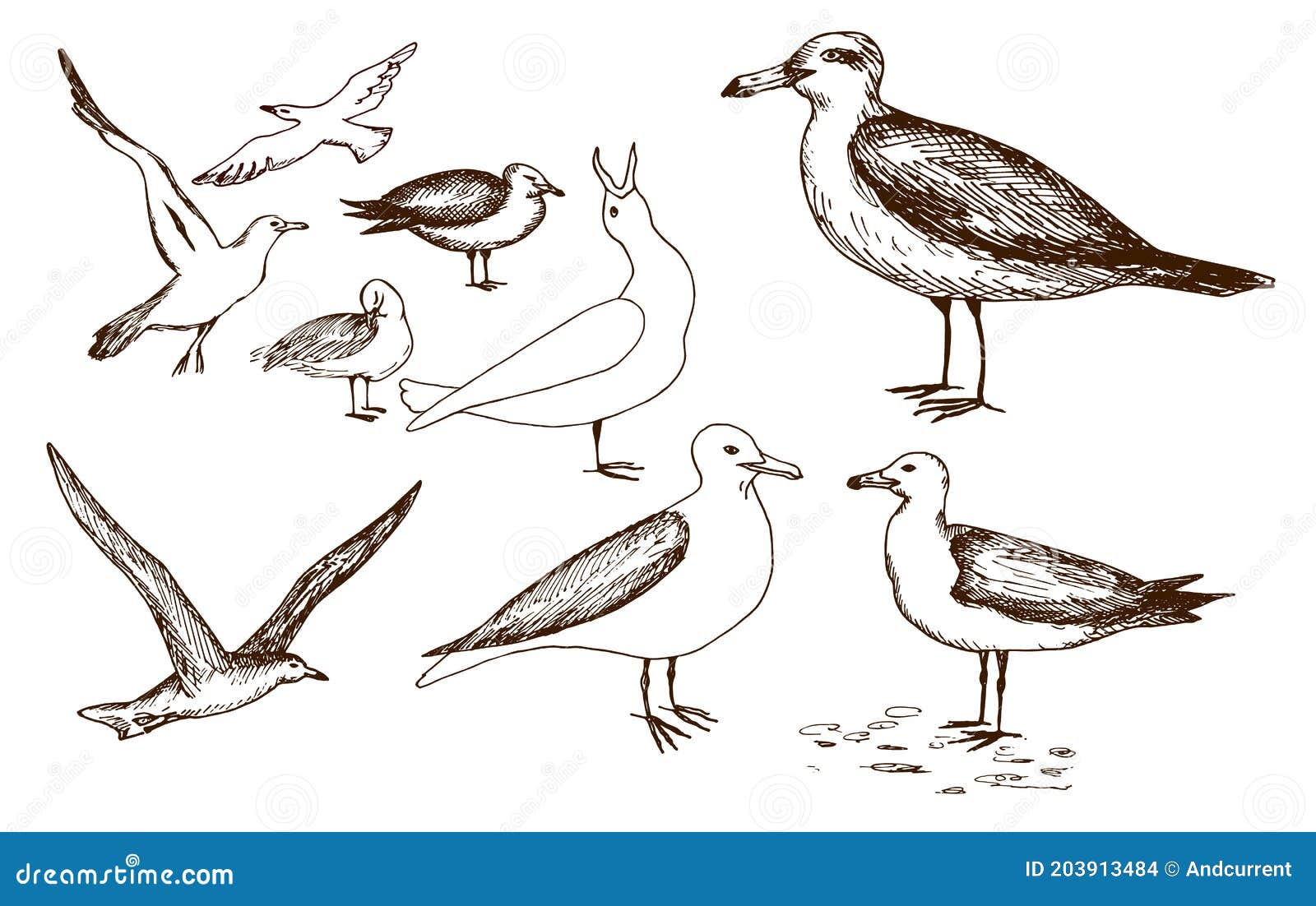 Gulls. Hand Drawn Black Realistic Outline Vector Illustration. Stock