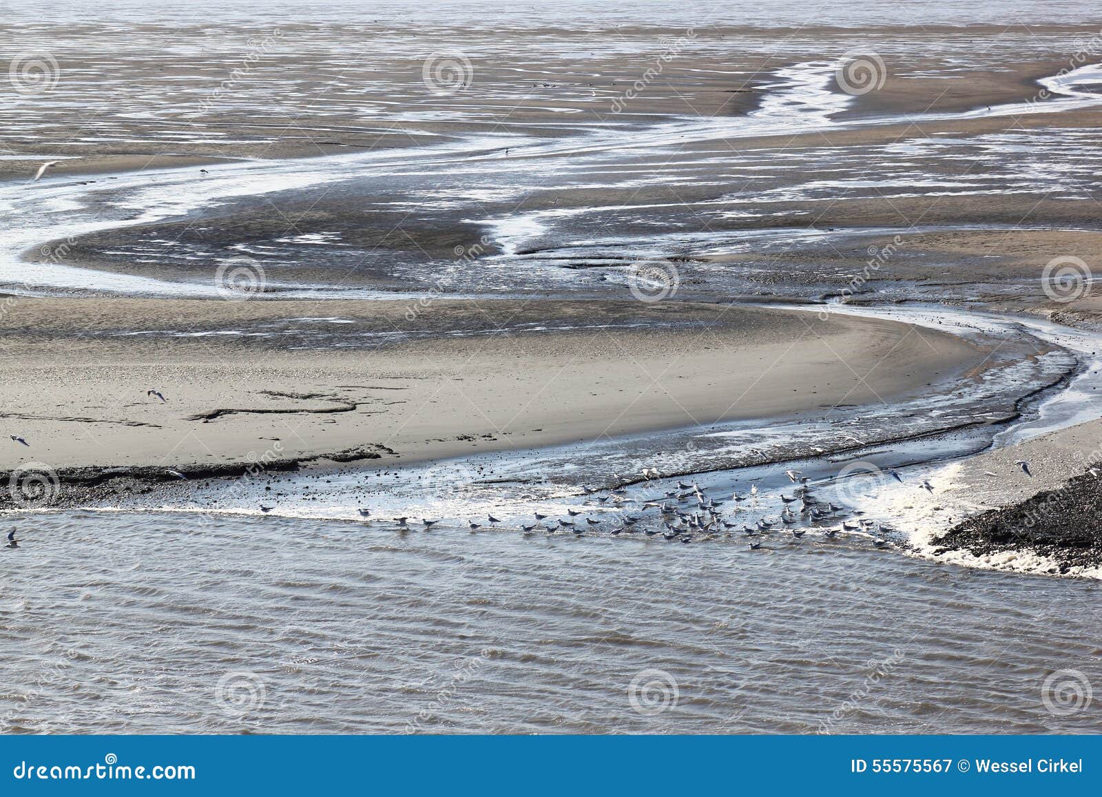 gulls upon mudflats of waddenzee, holland