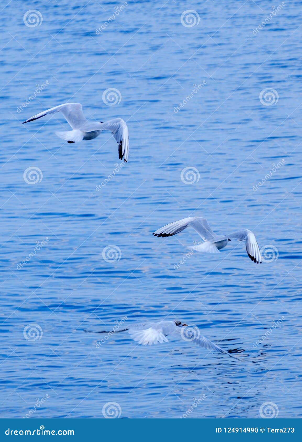 gulls on the sea of marmara in istanbul