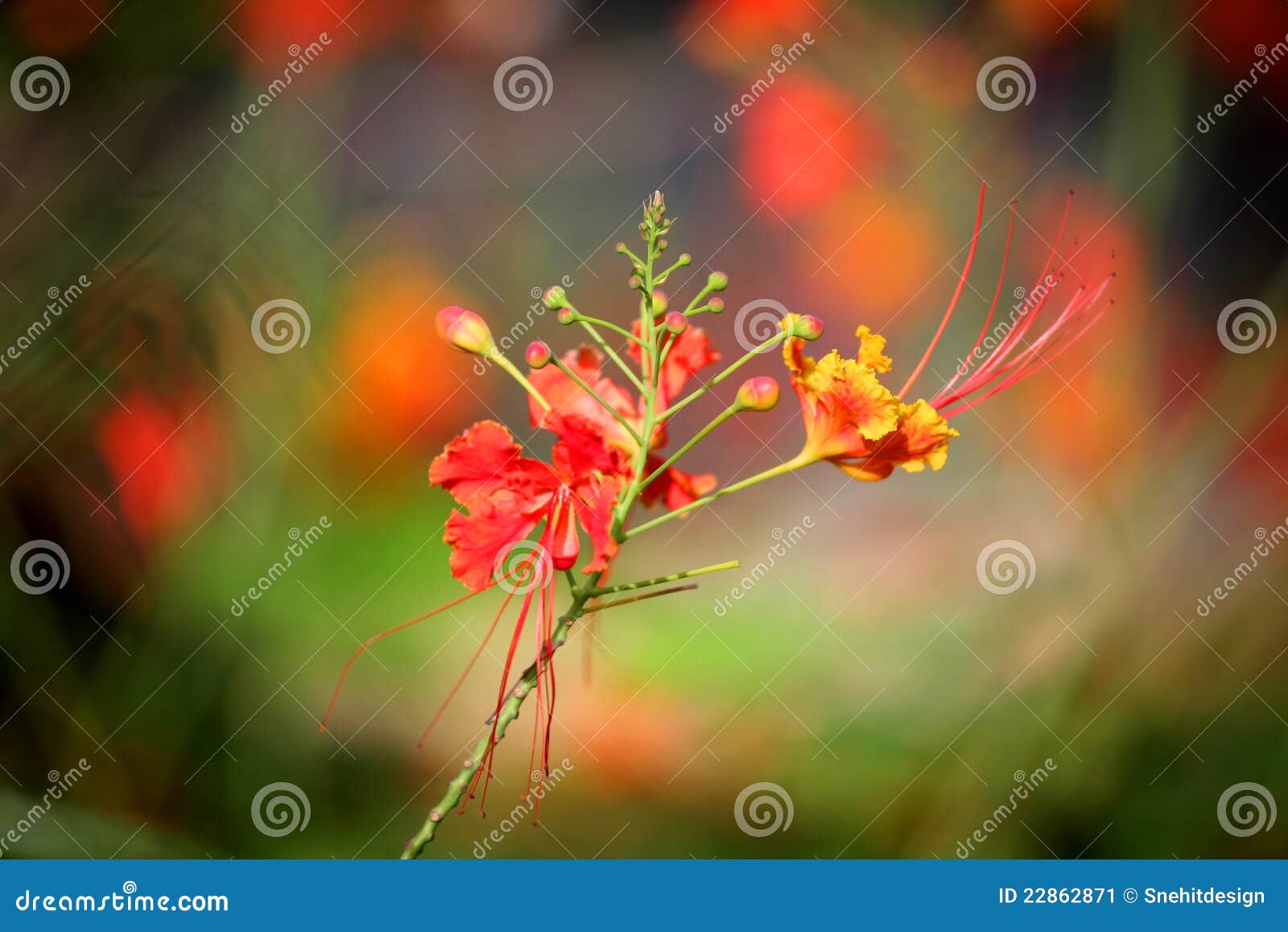 Premium Photo | Gulmohar flower