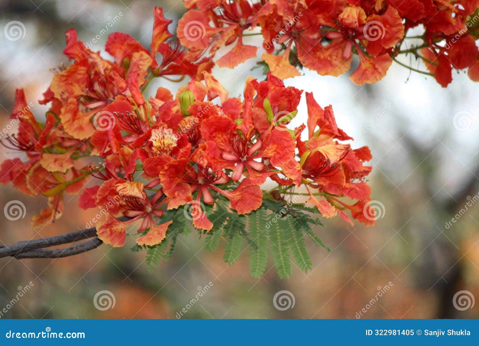 gulmohar or royal poinciana (delonix regia) tree in bloom : (pix sanjiv shukla)