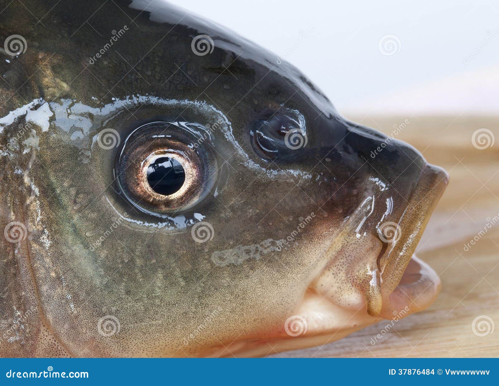 Gulping Fish Photos Free & RoyaltyFree Stock Photos from Dreamstime