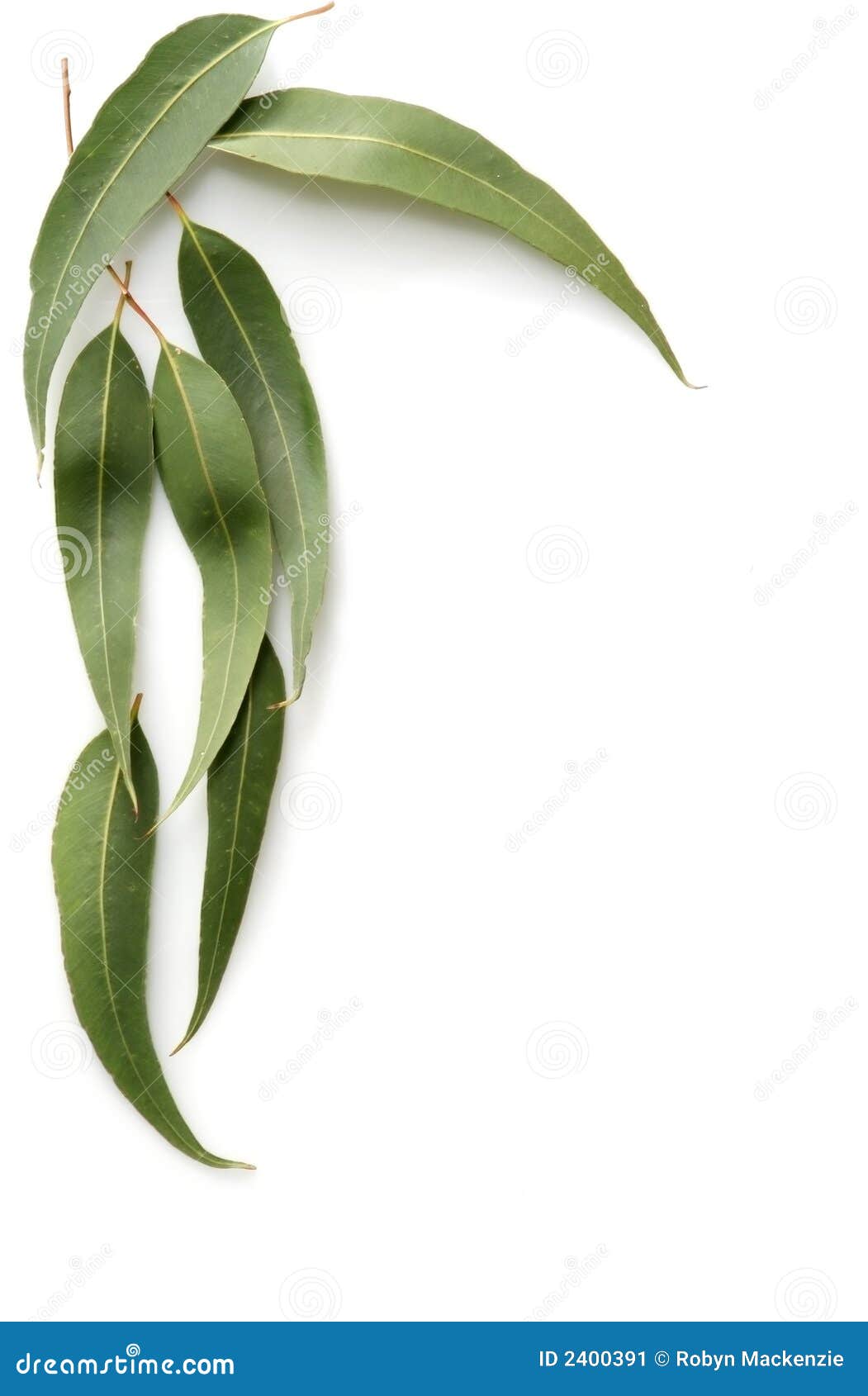 Gum Leaves Stock Image Image 2400391