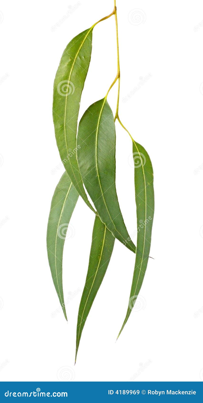 Gum Leaves stock image. Image of australian, green, eucalyptus 4189969