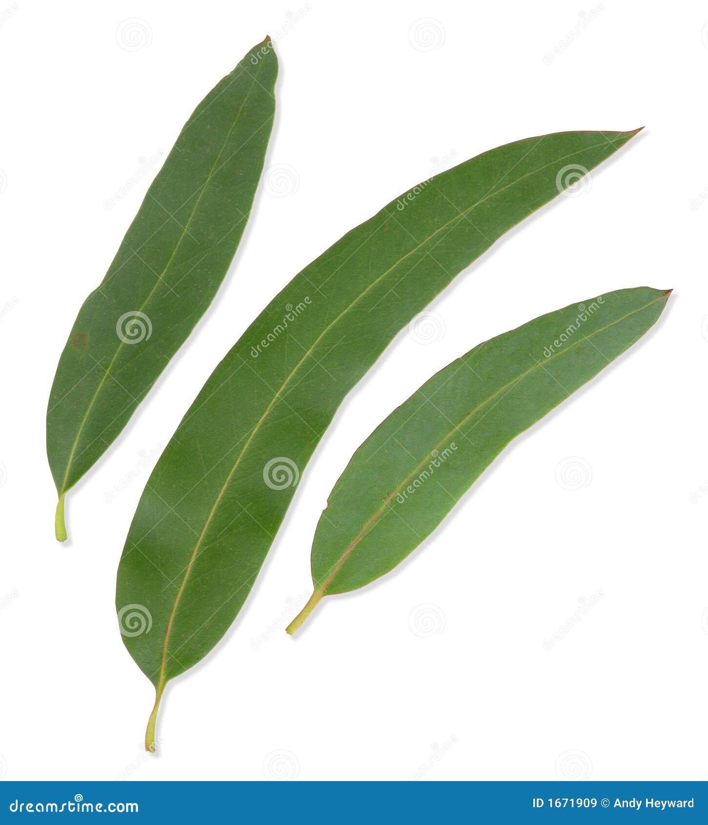 Gum Leaves with Clipping Paths Stock Image - Image of green, path: 1671909